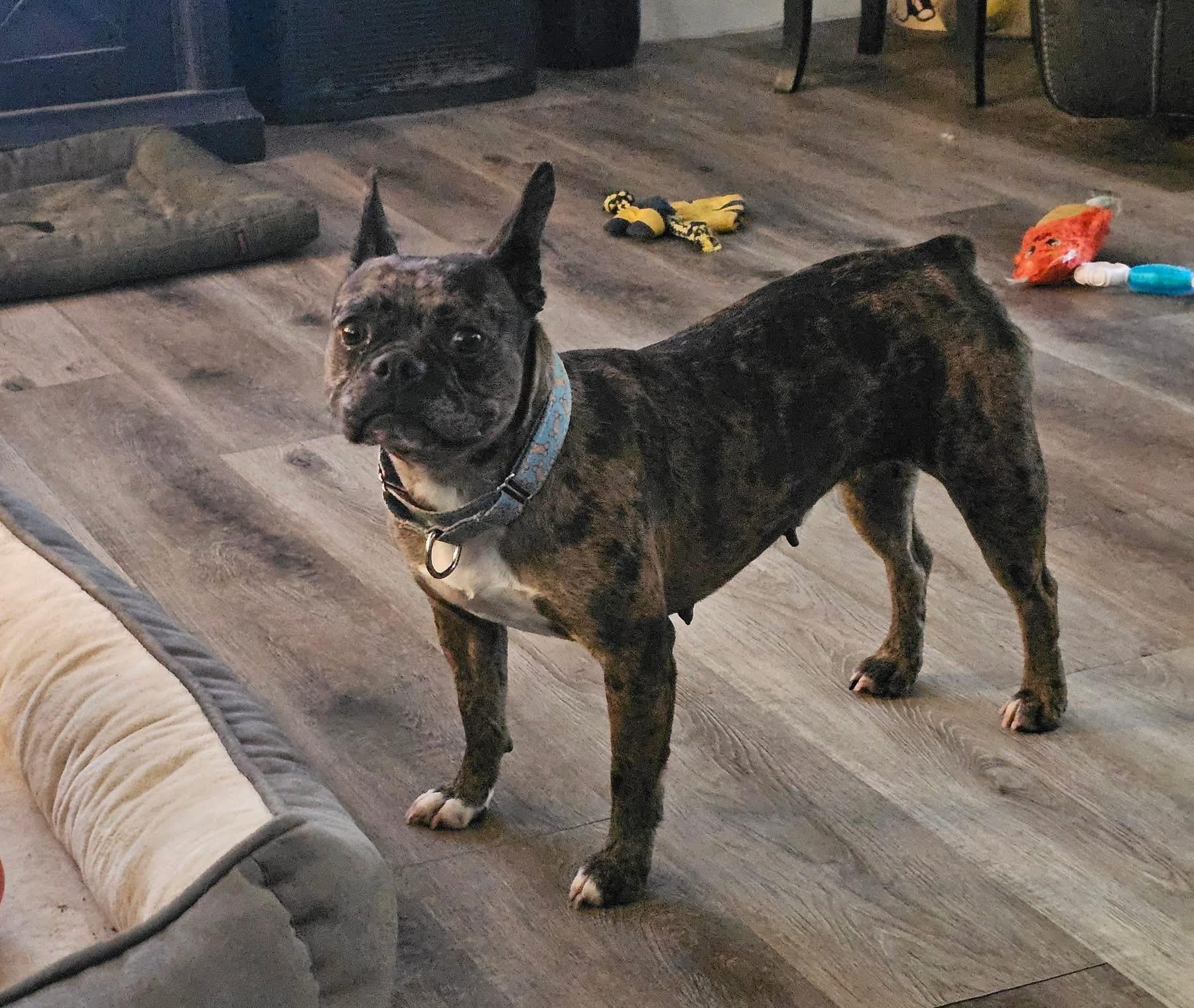 Sunflower, a Adoptable mixed breed in Dayton, OH image 4/5