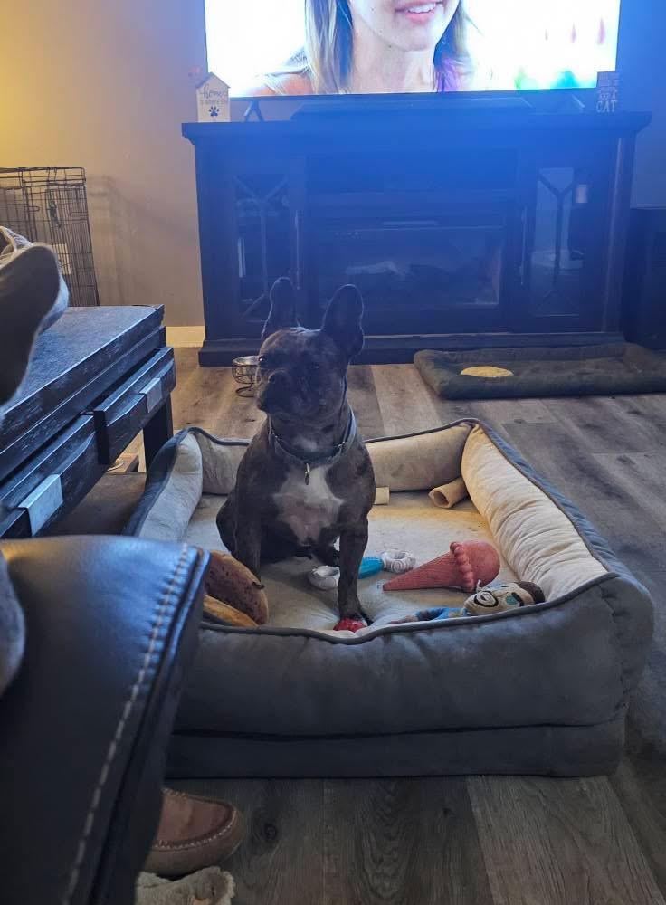 Sunflower, a Adoptable mixed breed in Dayton, OH image 5/5