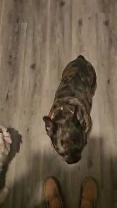 Enlarge Sunflower, a Adoptable mixed breed in Dayton, OH video 5/5