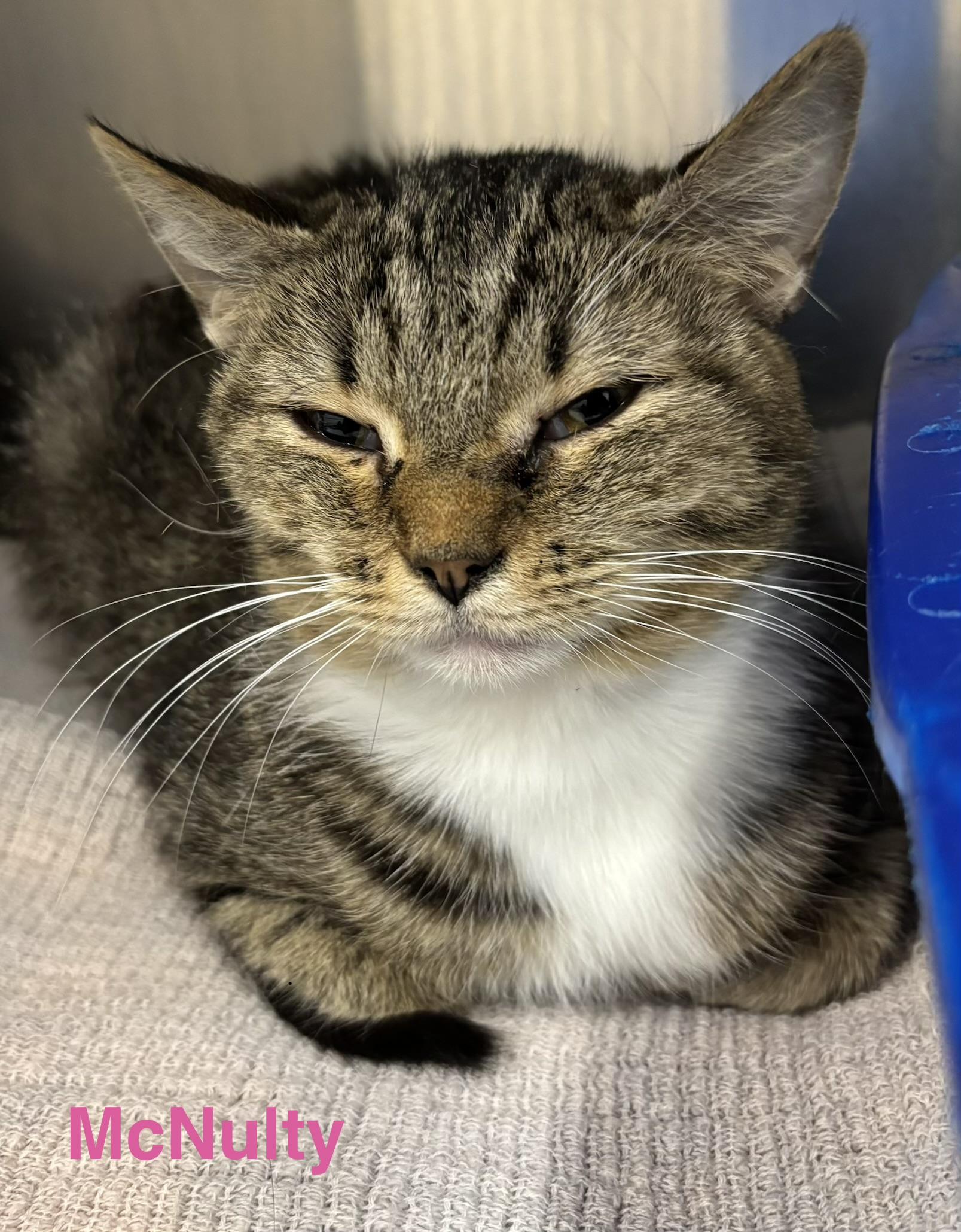 McNulty, ADOPTABLE, Adult Female Tabby.