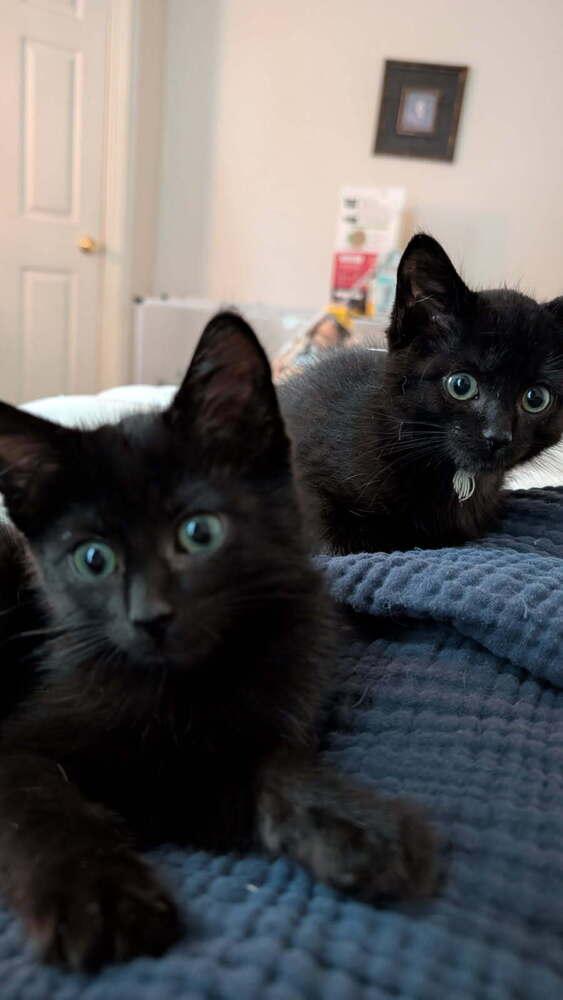 Schmutz, Adoptable, Kitten Male Domestic Short Hair.