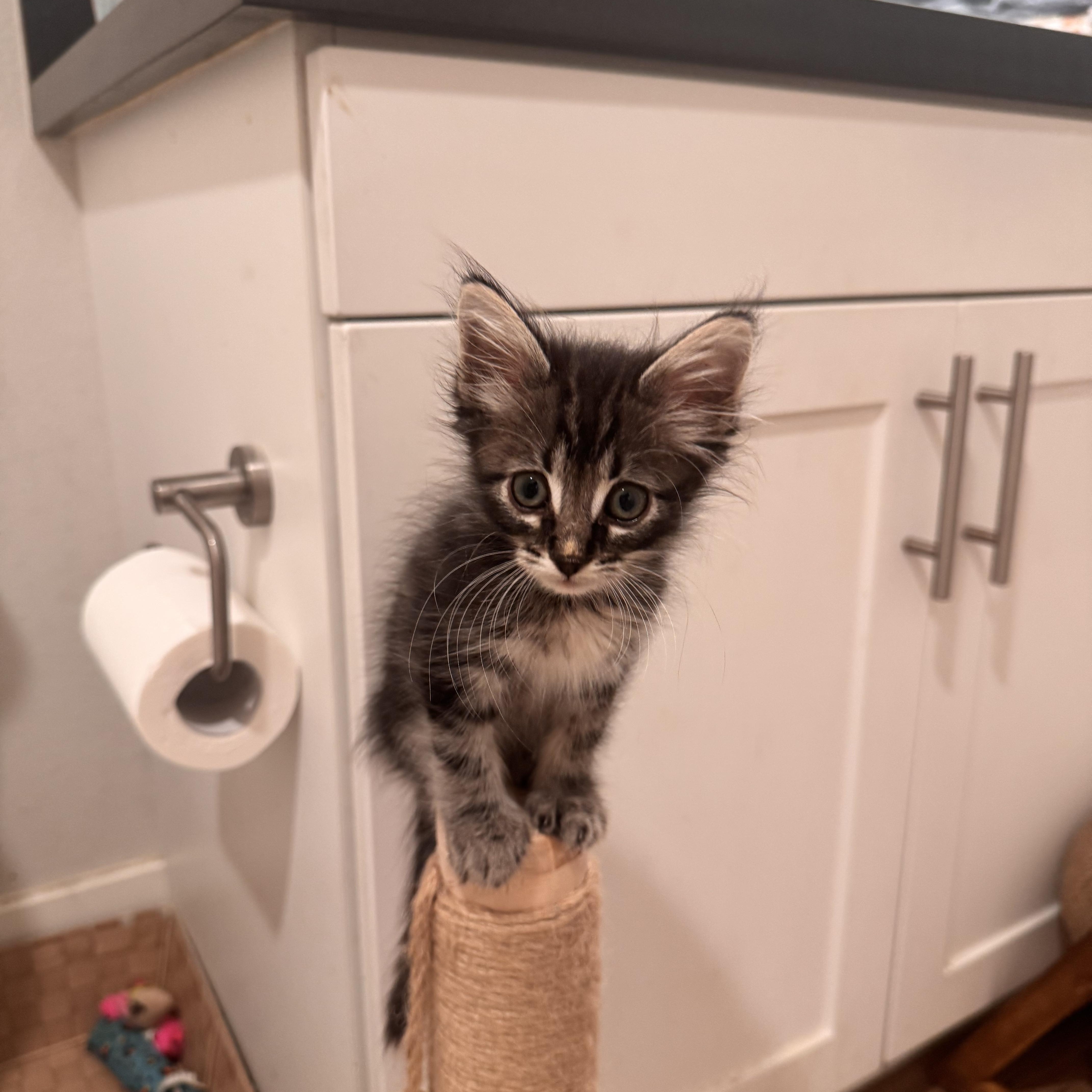 Trout, a Adoptable Domestic Long Hair in San Diego, CA image 2/2