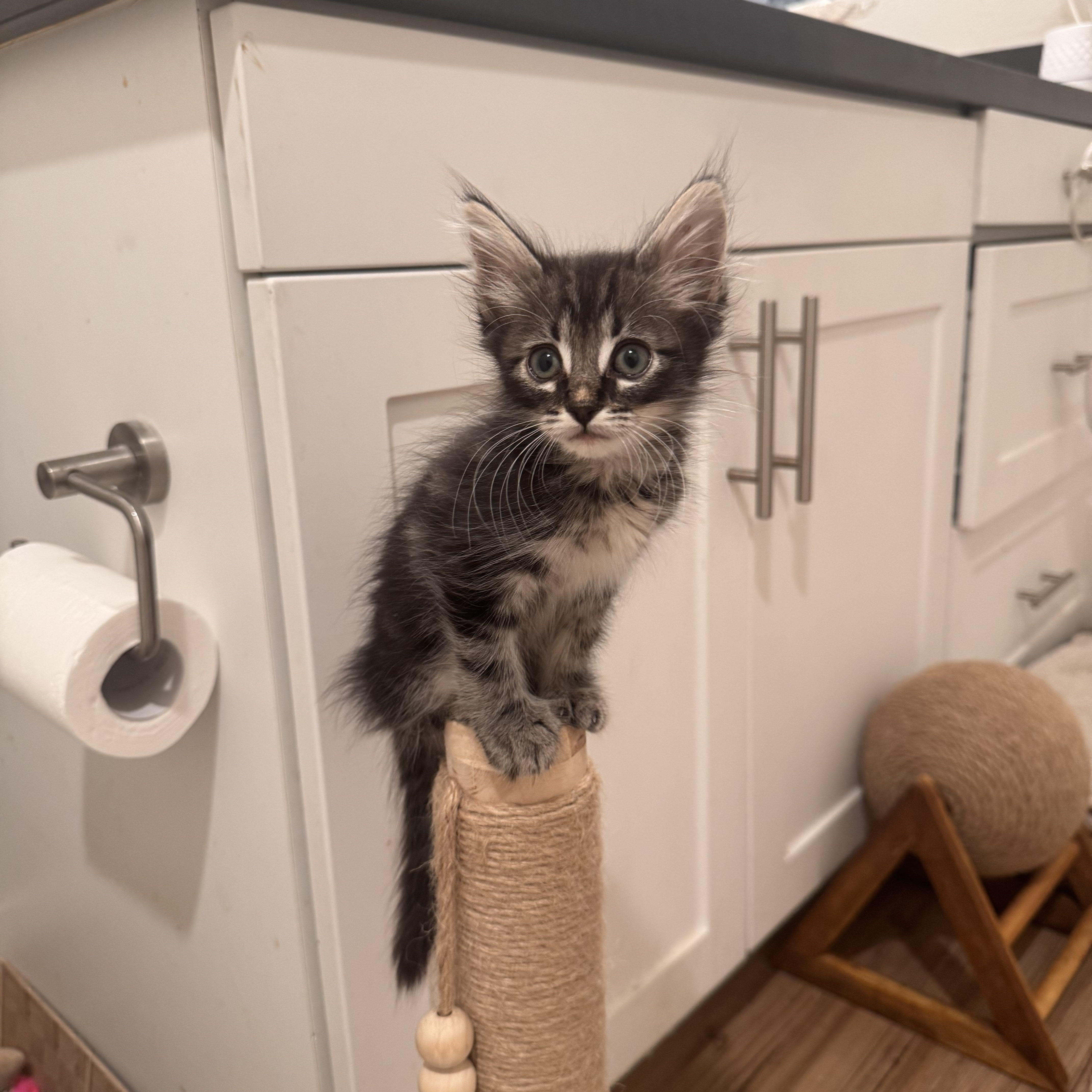 Trout, Adoptable, Kitten Male Domestic Long Hair.