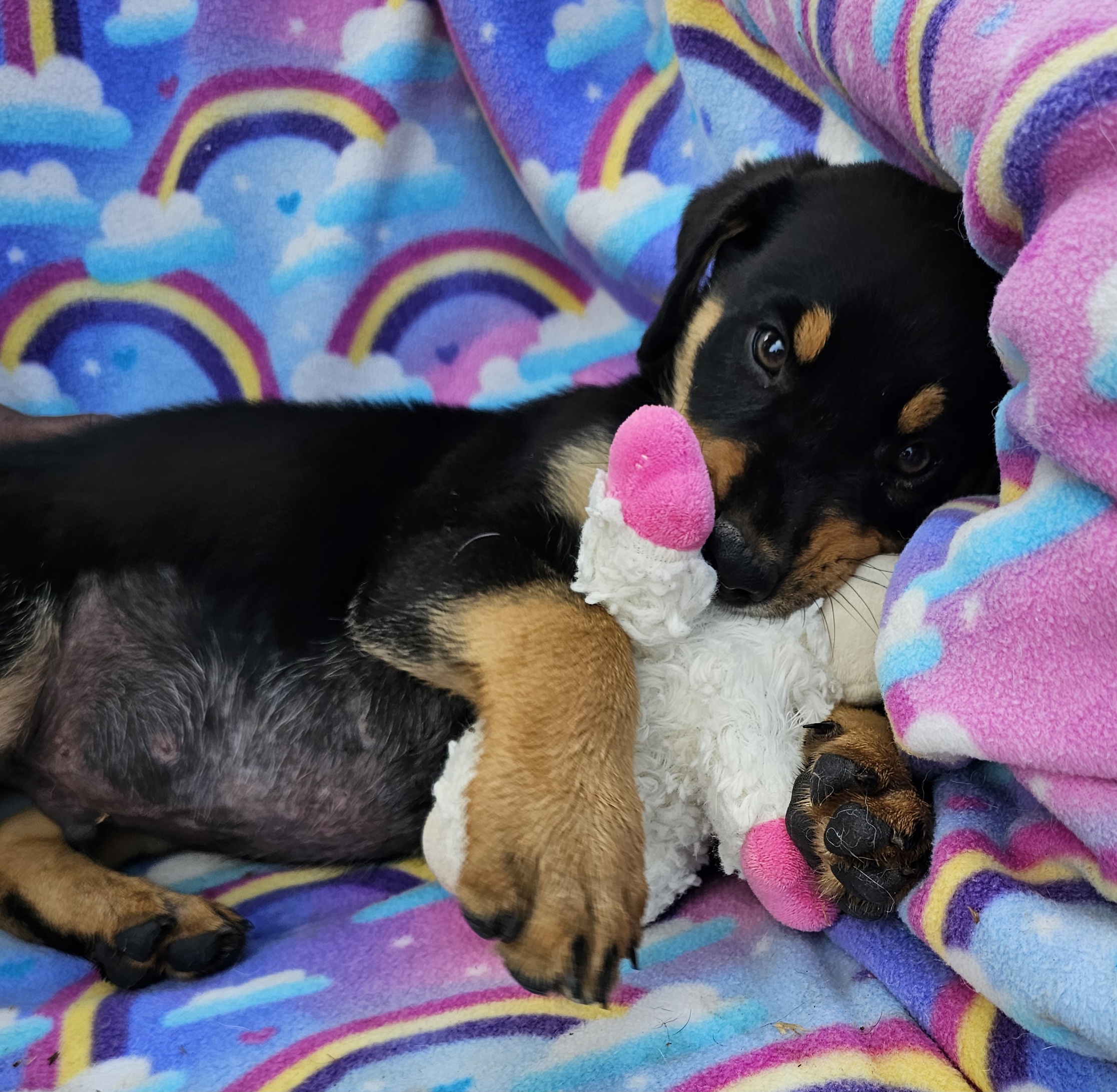 Dog for adoption Falcon, an Australian Shepherd Mix in Burbank, CA