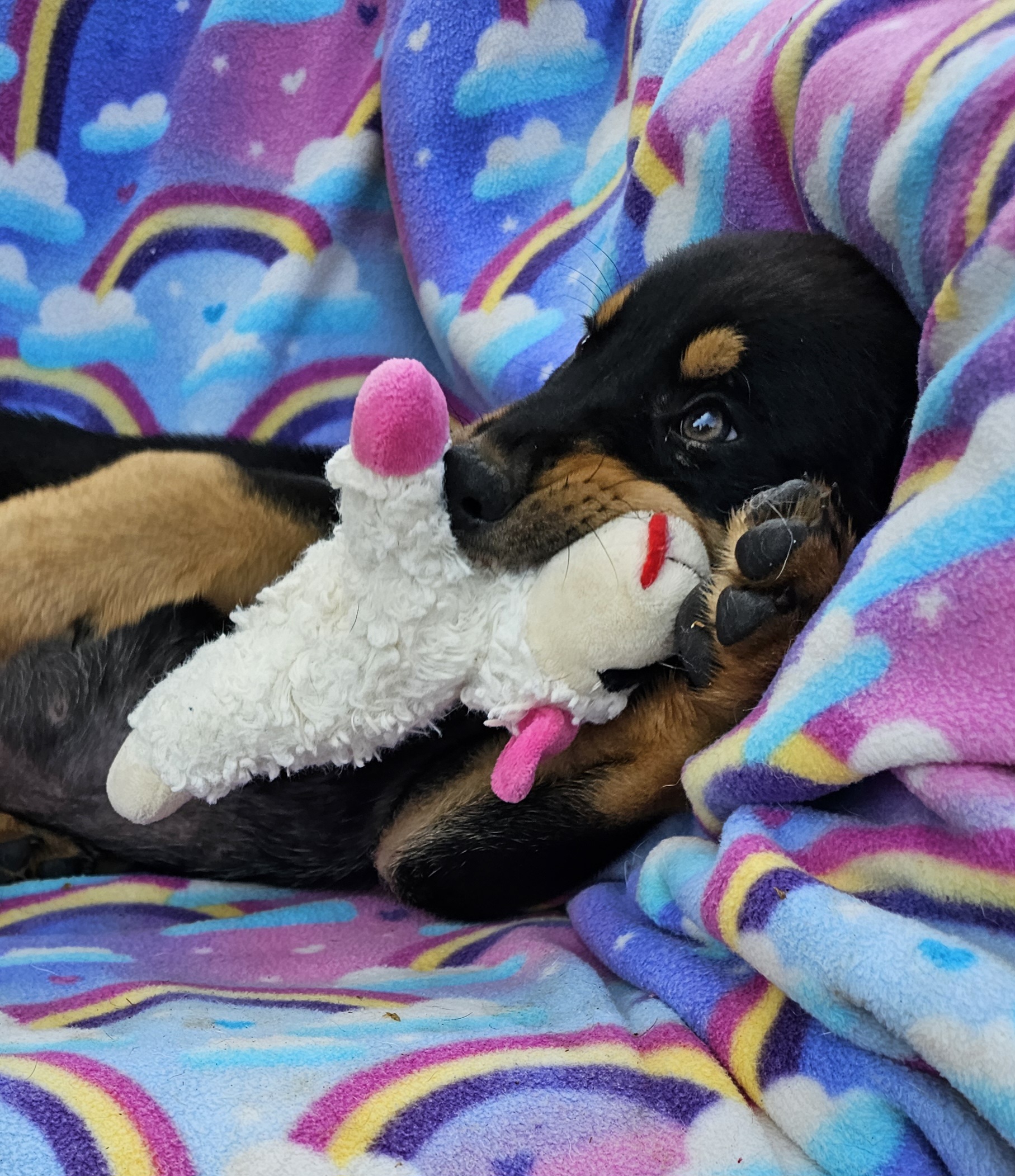 Dog for adoption Falcon, an Australian Shepherd Mix in Burbank, CA