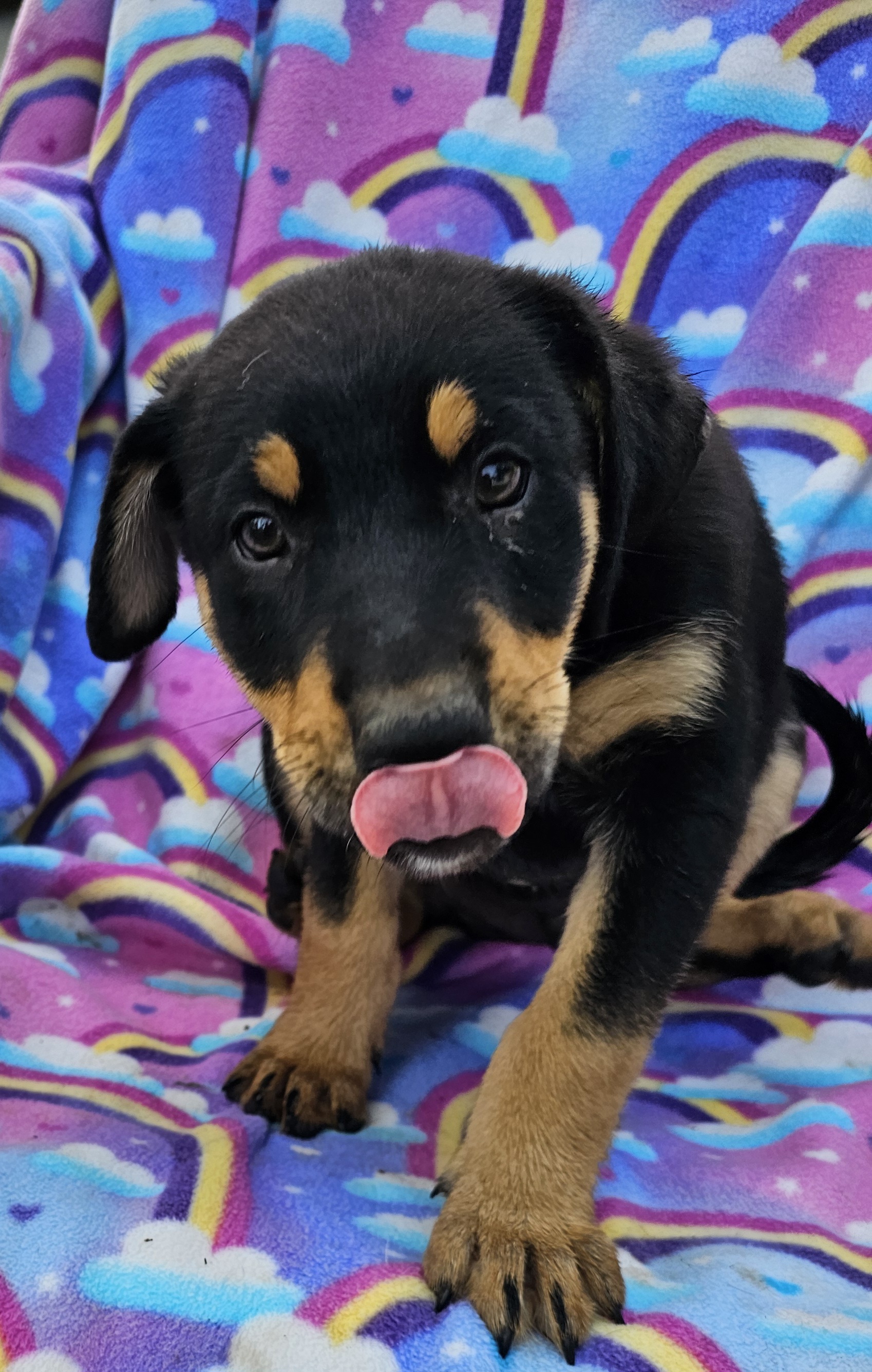 Dog for adoption Falcon, an Australian Shepherd Mix in Burbank, CA