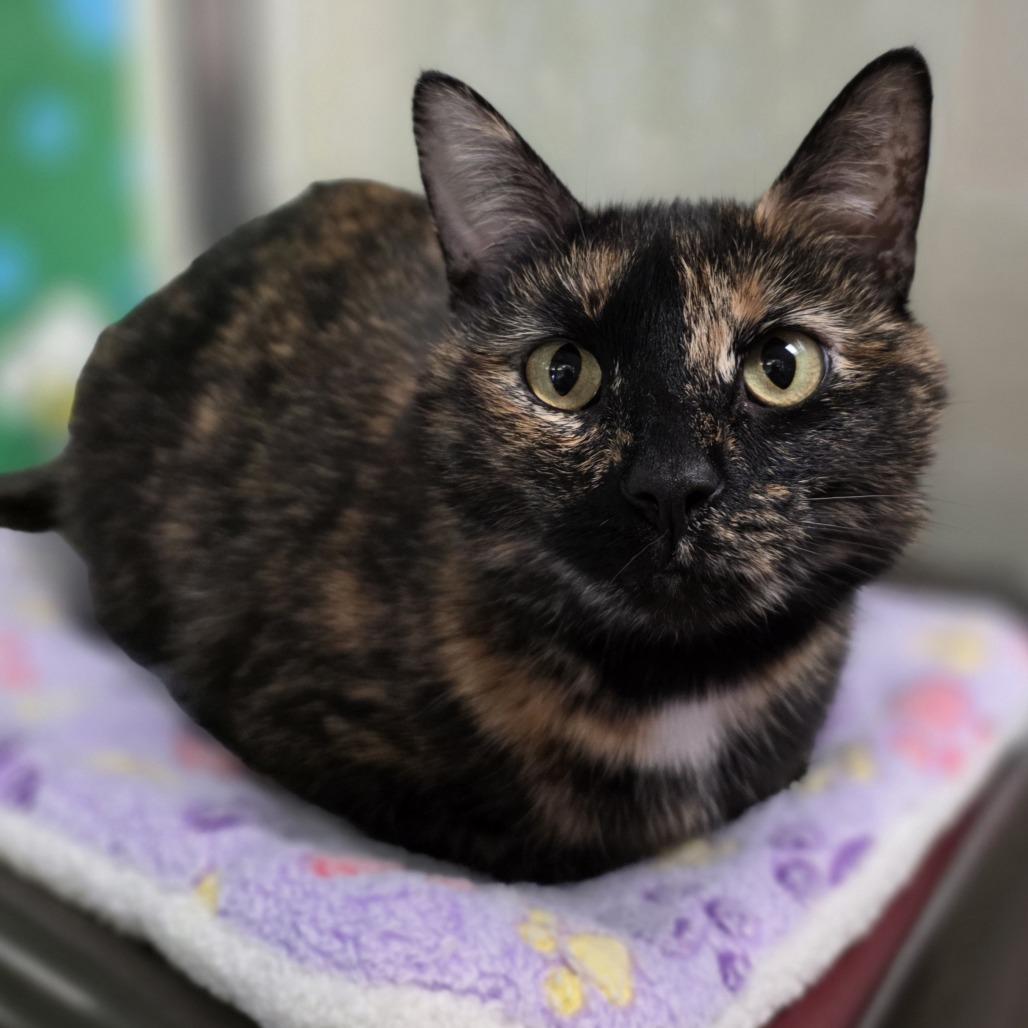 Lena - Your partner in crime!, an adopted Domestic Short Hair in Oshkosh, WI image 3/5