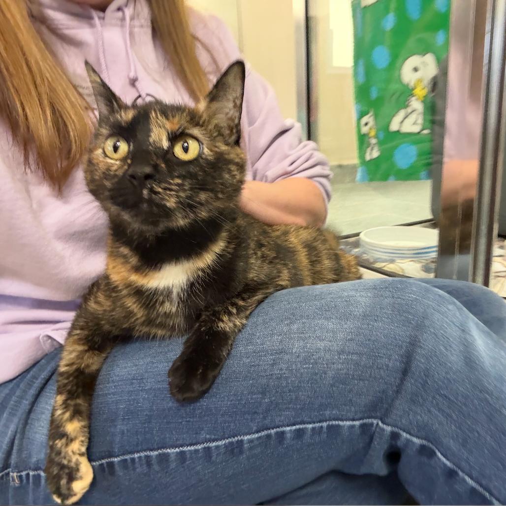 Lena - Your partner in crime!, an adopted Domestic Short Hair in Oshkosh, WI image 4/5