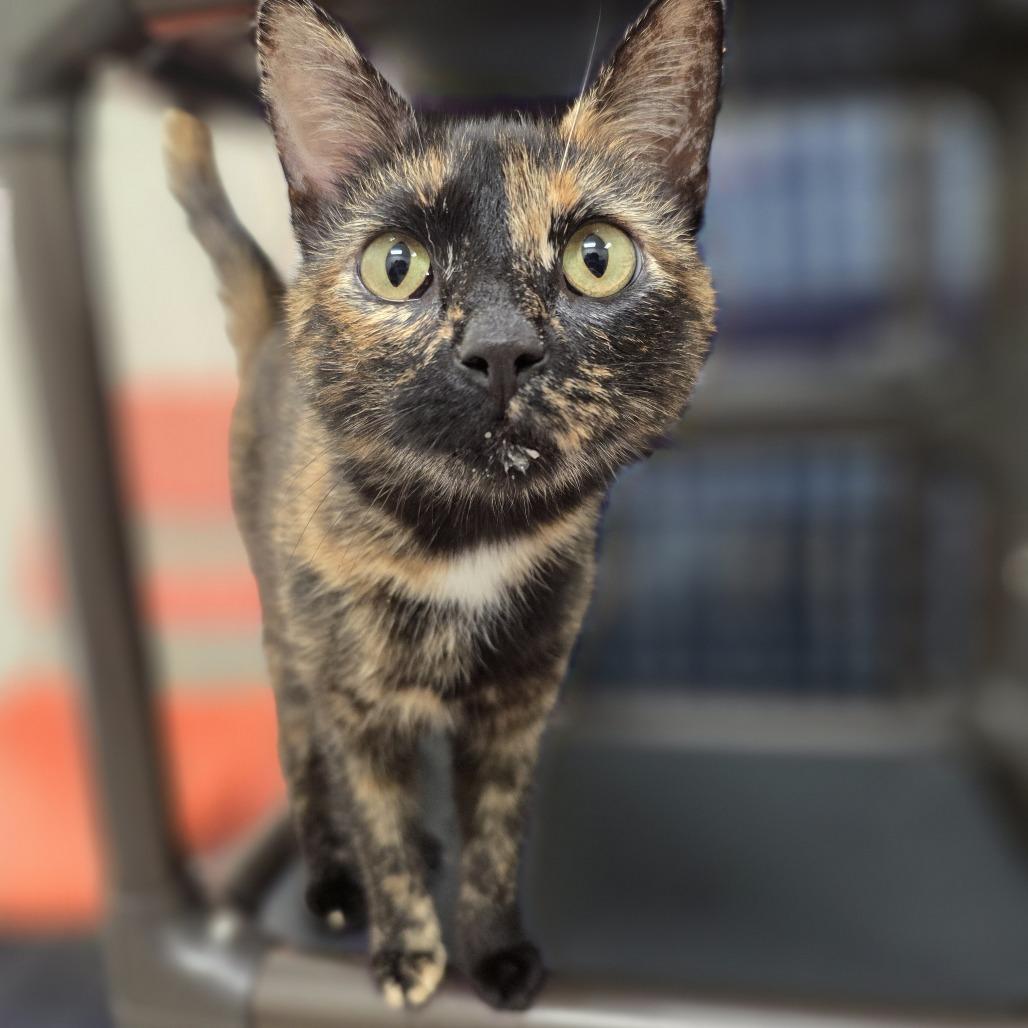 Lena - Your partner in crime!, ADOPTABLE, Young Female Domestic Short Hair.