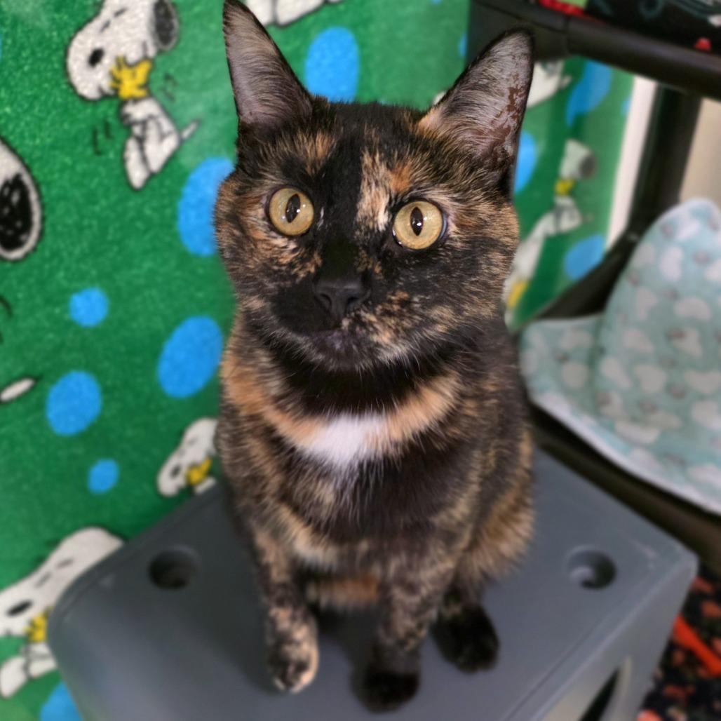 Lena - Your partner in crime!, an adopted Domestic Short Hair in Oshkosh, WI image 2/5