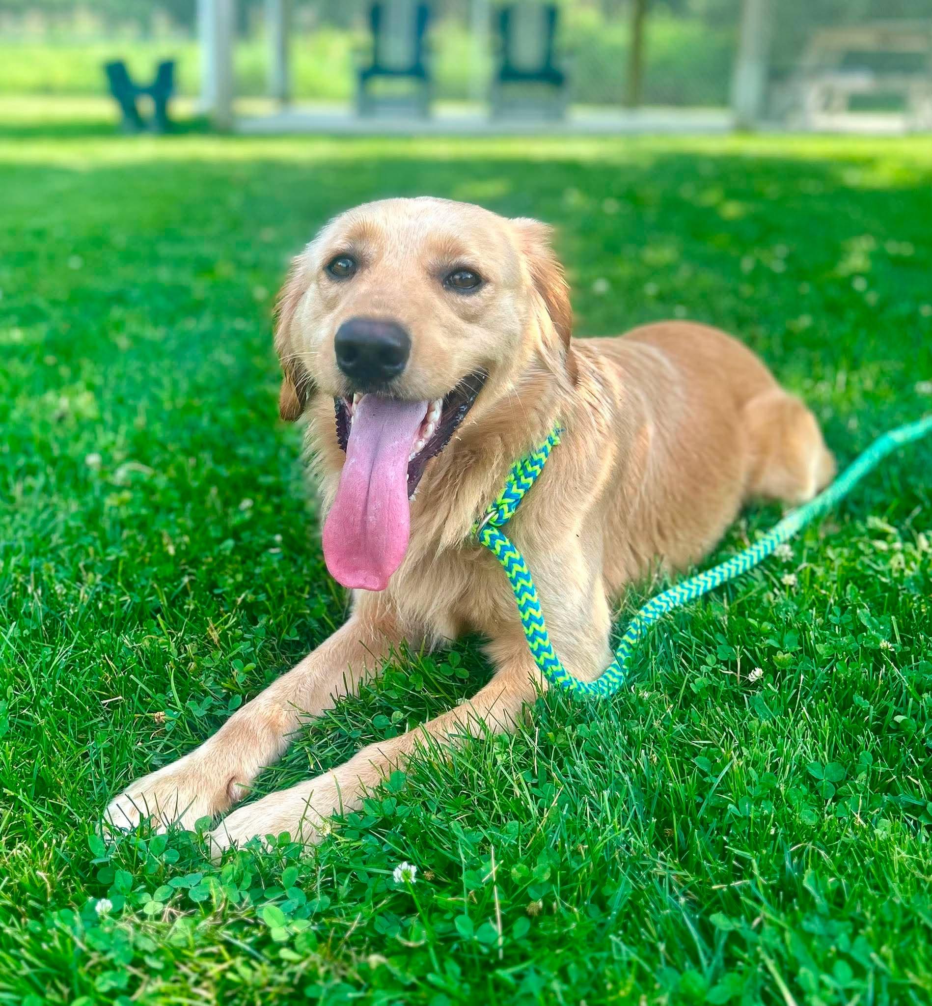 Ky, adopted, Young Male Golden Retriever.