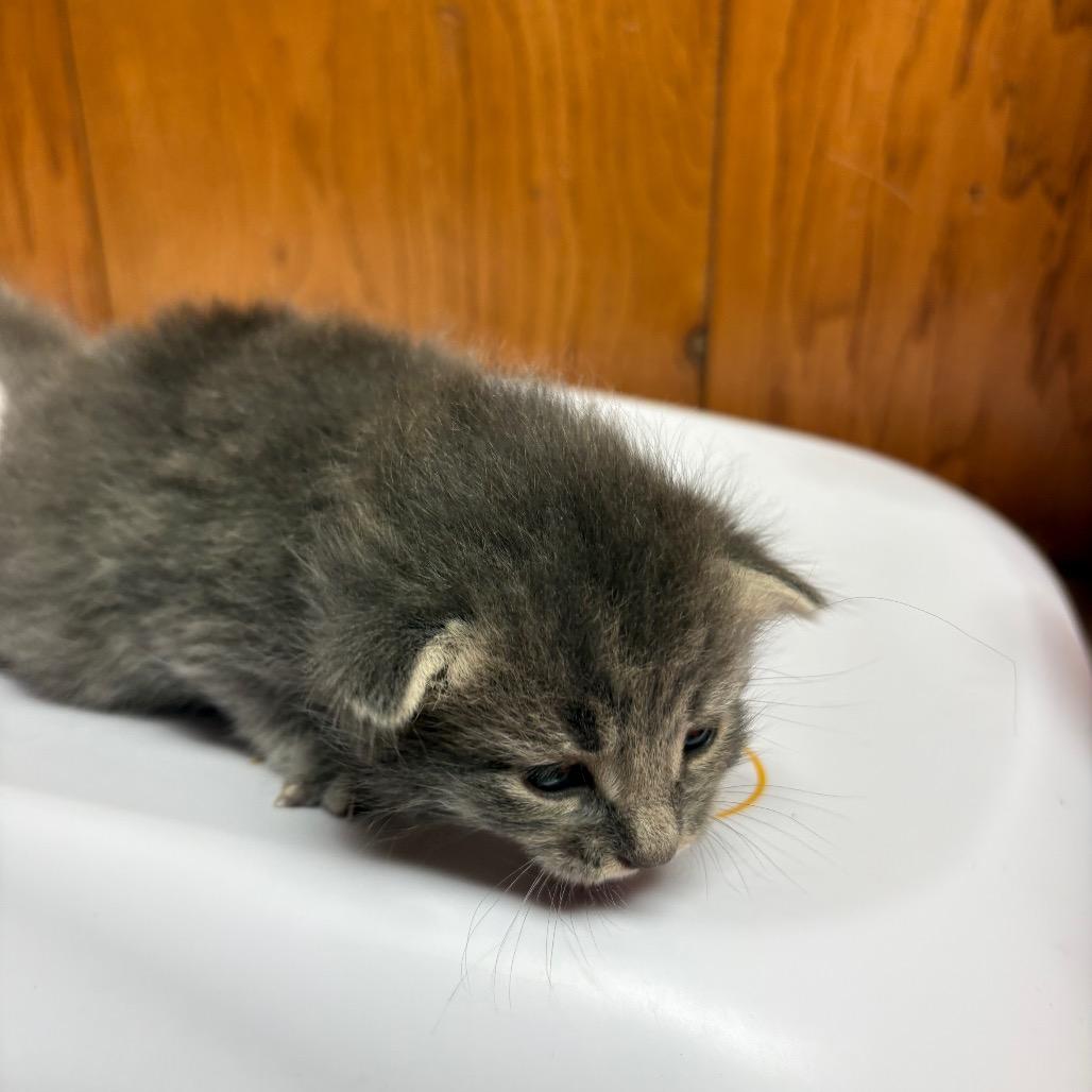 Navy, a Adoptable American Shorthair in Greenfield, IN image 1/2
