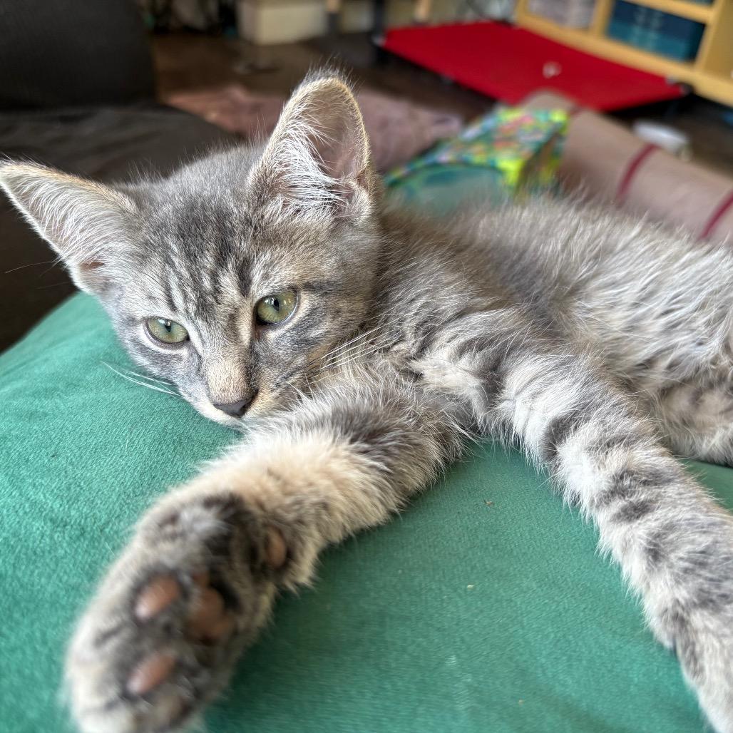Navy, a Adoptable American Shorthair in Greenfield, IN image 2/2