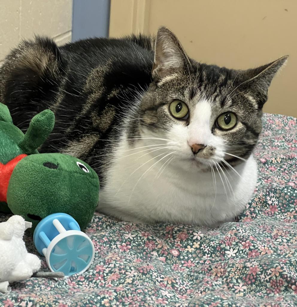 Heather, Adoptable, Senior Female Domestic Short Hair.