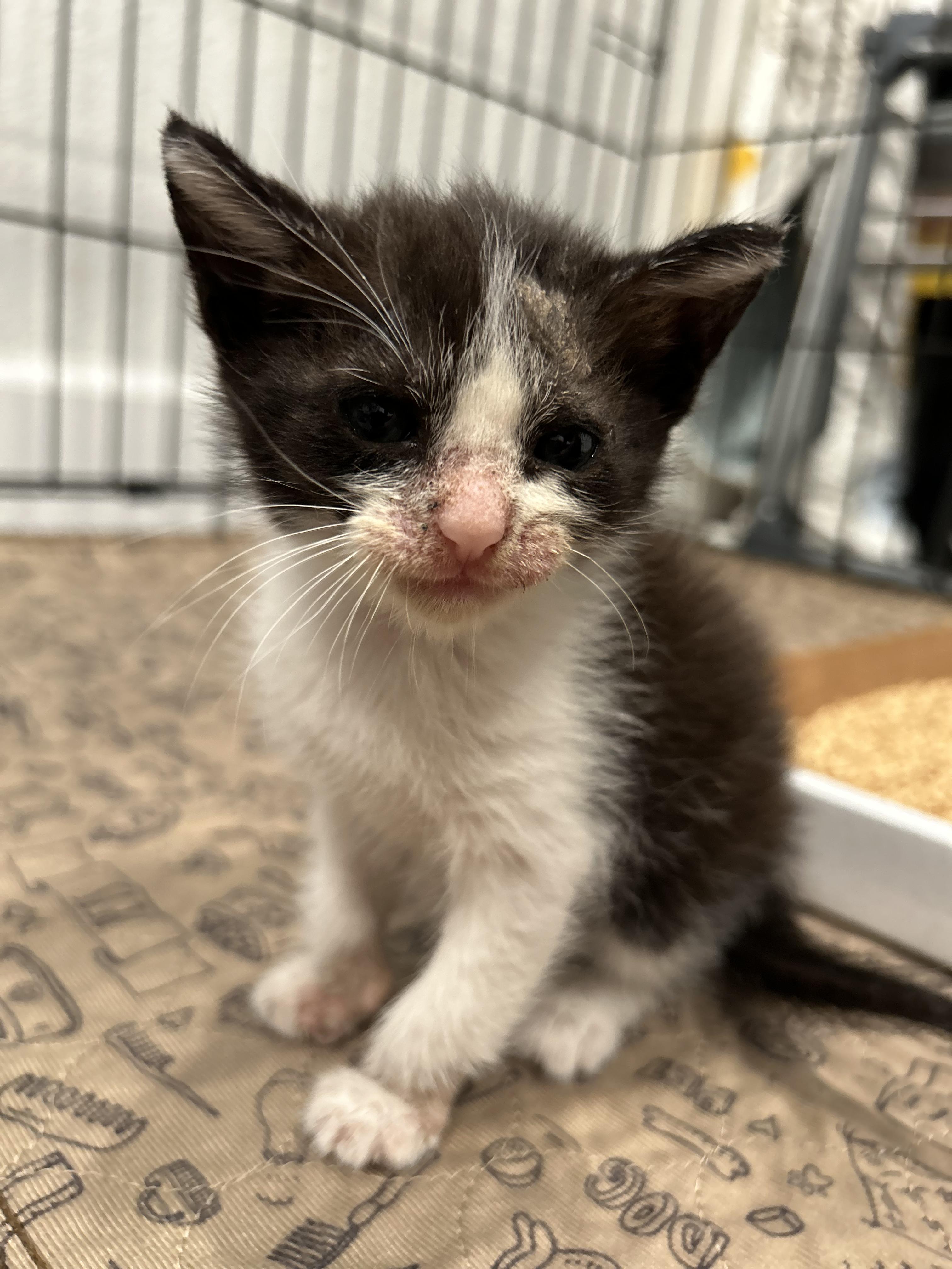 Enlarge Oreo, a Adopted Domestic Medium Hair in Huntington Beach, CA image 1/4