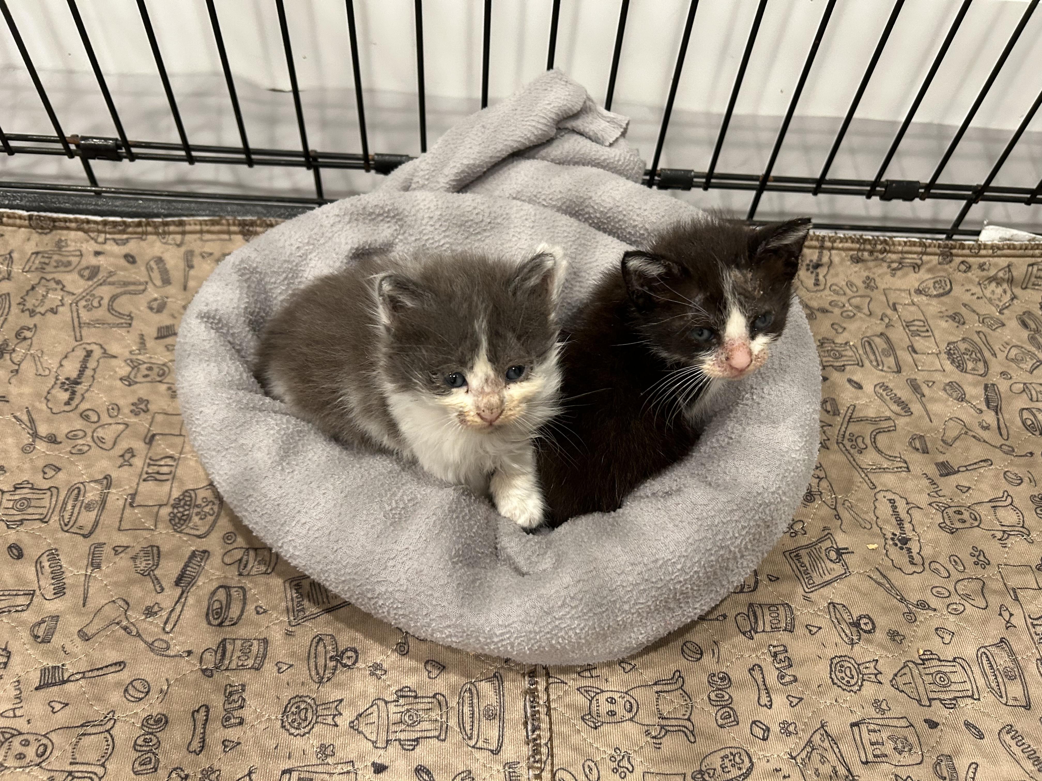 Enlarge Oreo, a Adopted Domestic Medium Hair in Huntington Beach, CA image 3/4