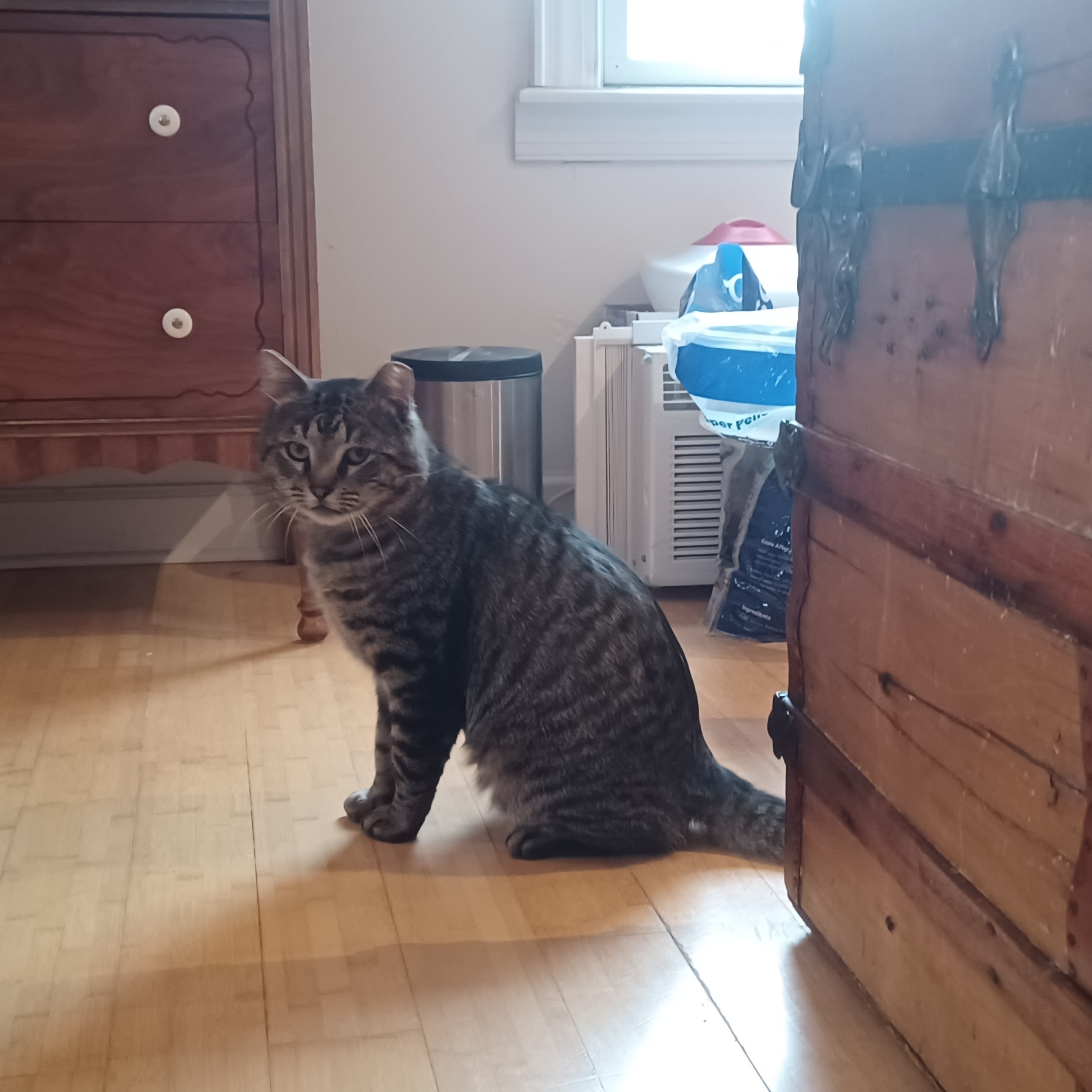 Enlarge Livingston, an adopted American Shorthair in Middlesex, NJ image 4/5