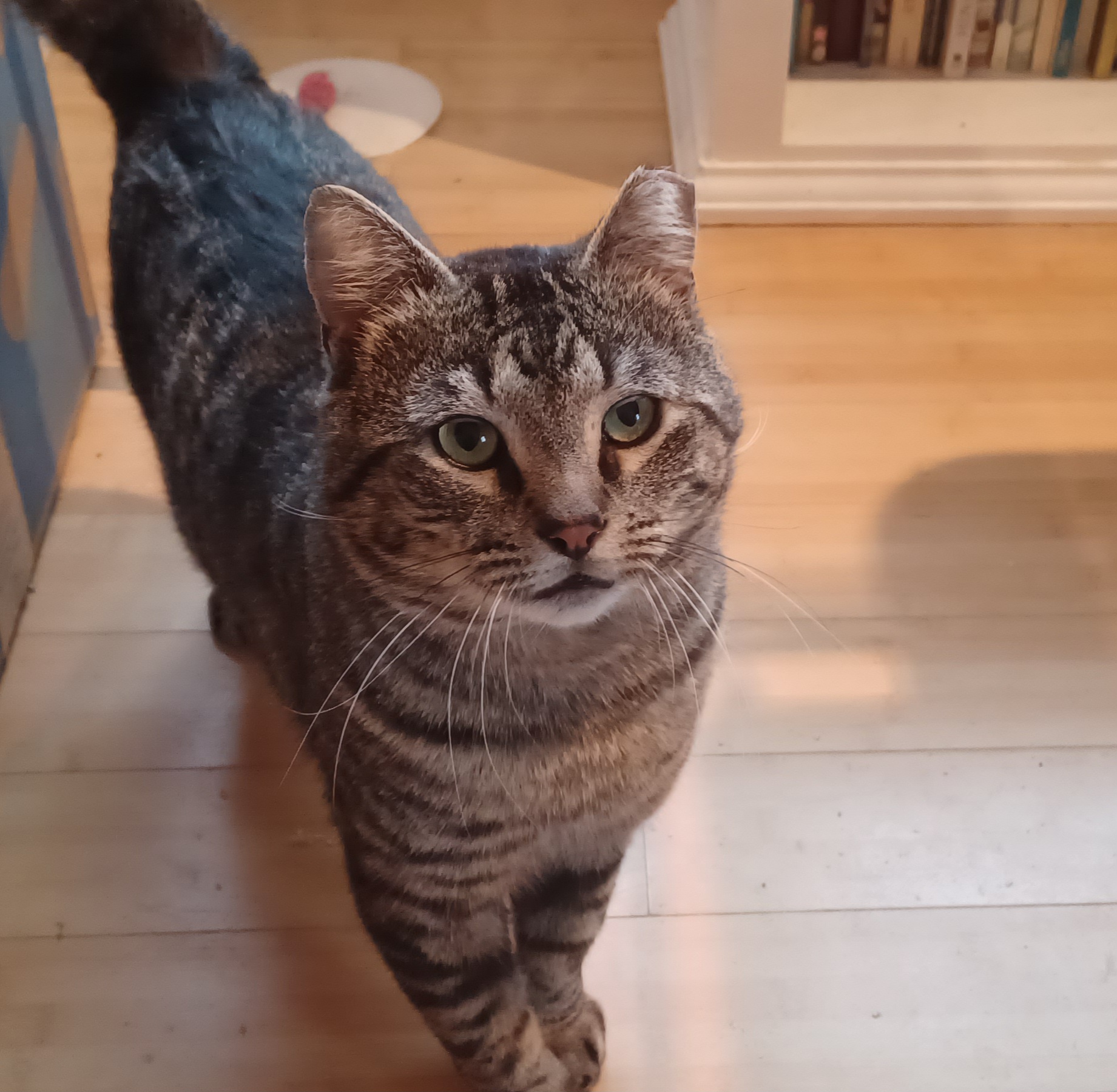 Enlarge Livingston, an adopted American Shorthair in Middlesex, NJ image 1/5