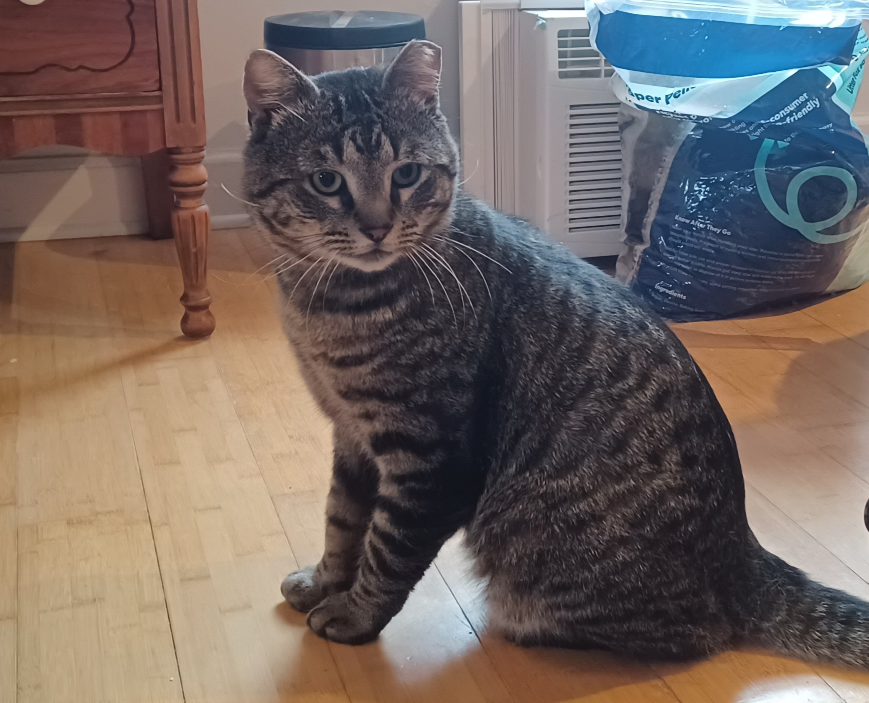 Enlarge Livingston, an adopted American Shorthair in Middlesex, NJ image 5/5