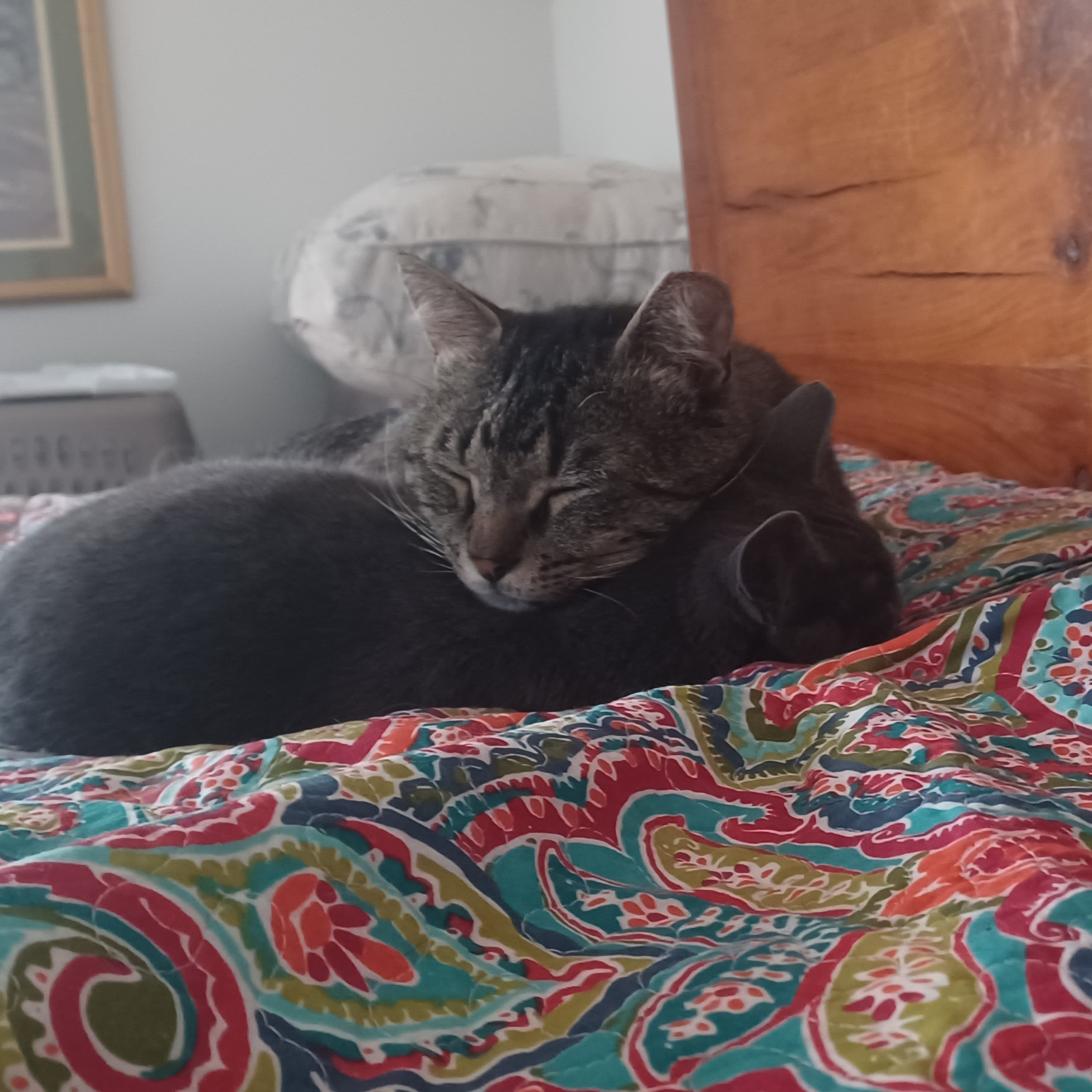 Enlarge Livingston, an adopted American Shorthair in Middlesex, NJ image 2/5