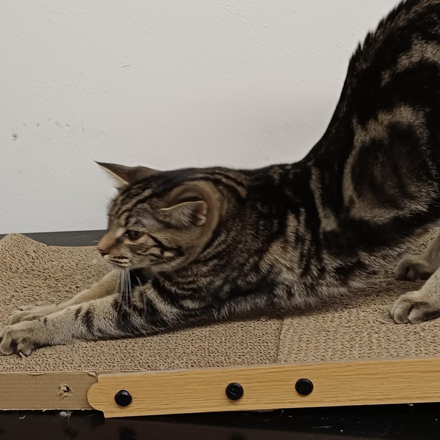 Enlarge Jasmine, a Adoptable Domestic Short Hair in Renton , WA image 6/6