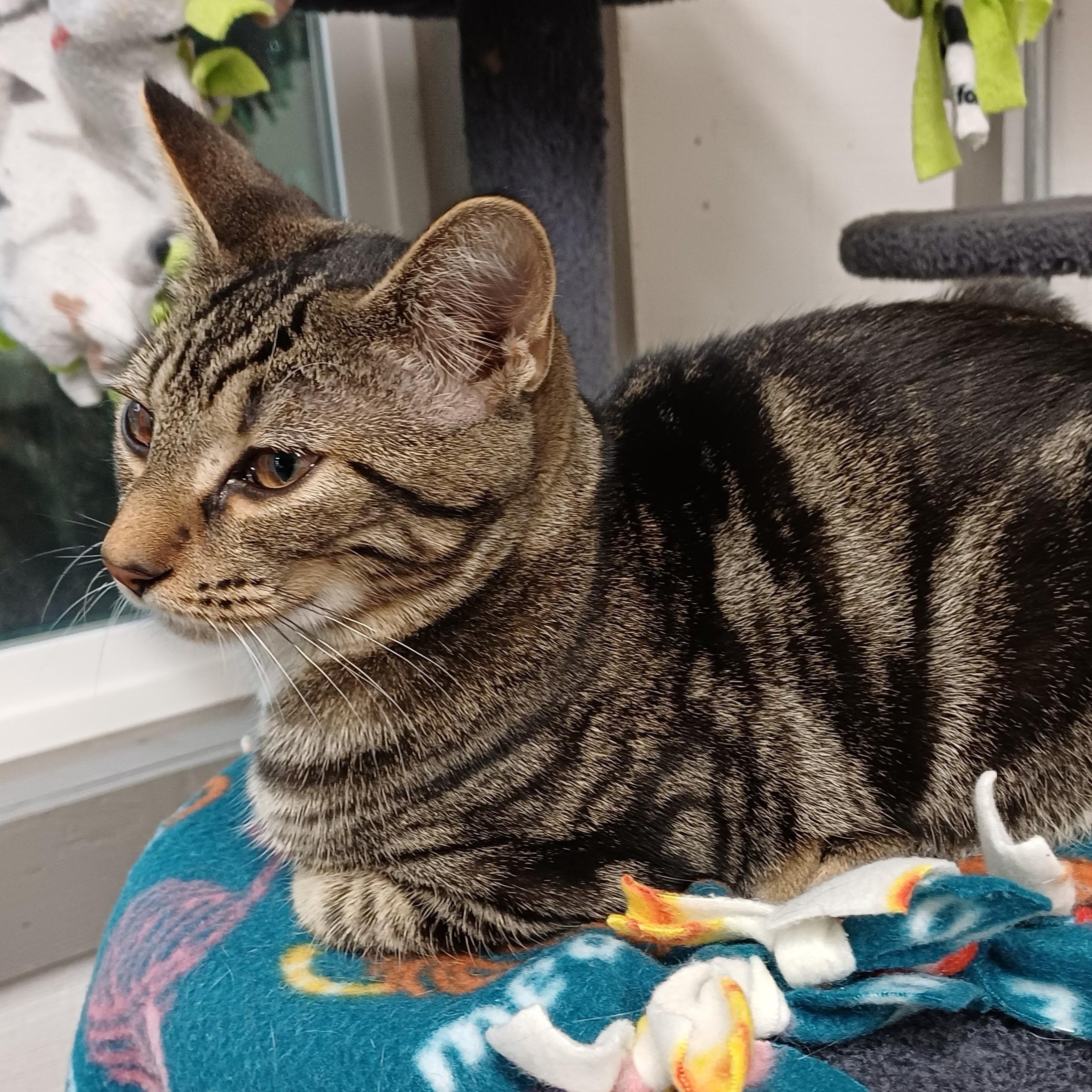 Enlarge Jasmine, a Adoptable Domestic Short Hair in Renton , WA image 5/6