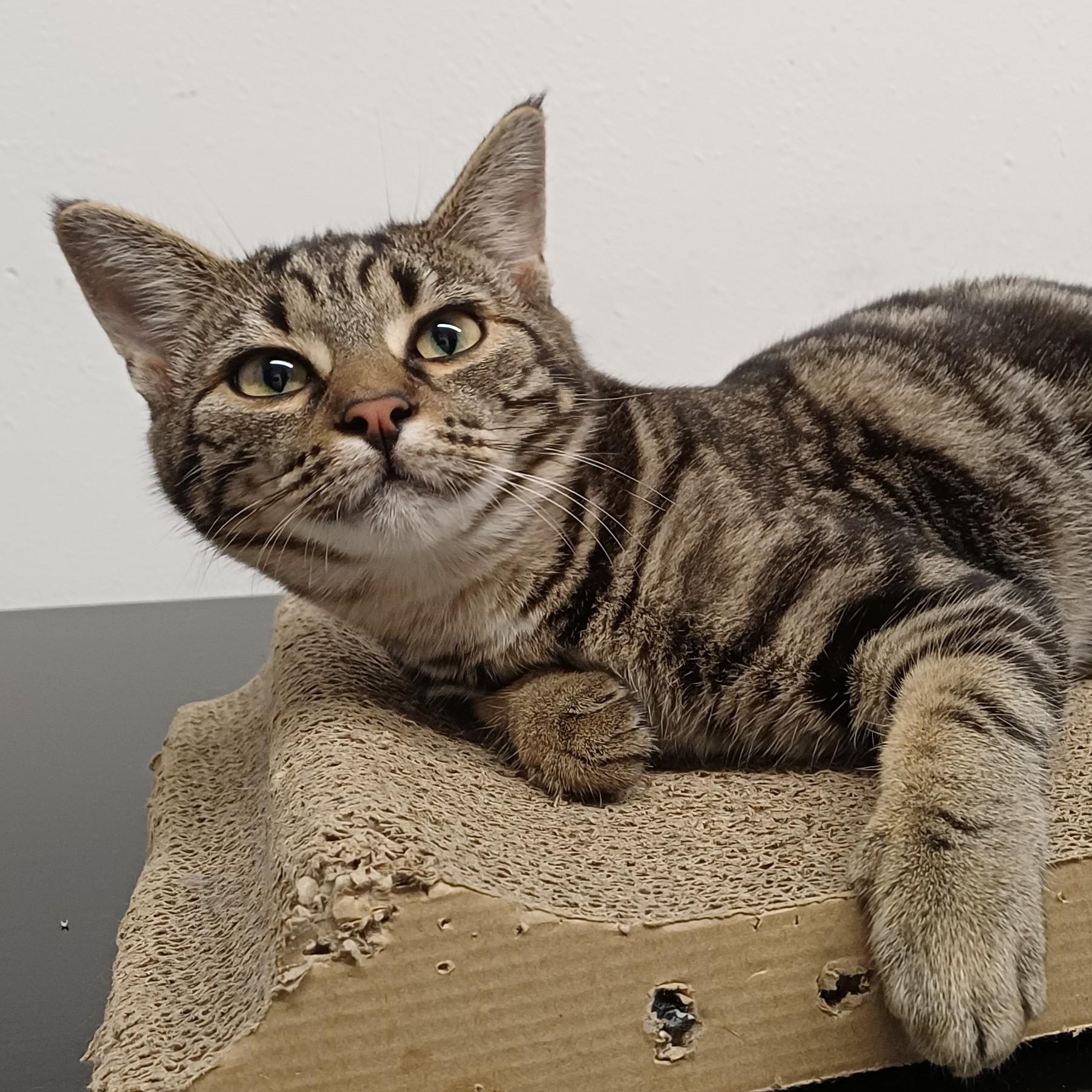 Jasmine, Adoptable, Kitten Female Domestic Short Hair.