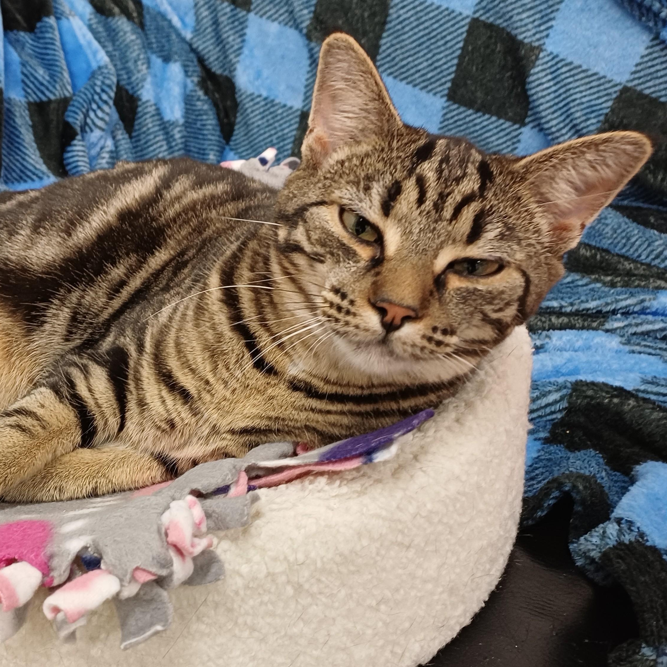 Enlarge Jasmine, a Adoptable Domestic Short Hair in Renton , WA image 1/6