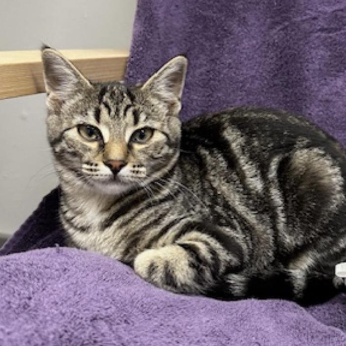 Enlarge Jasmine, a Adoptable Domestic Short Hair in Renton , WA image 4/6