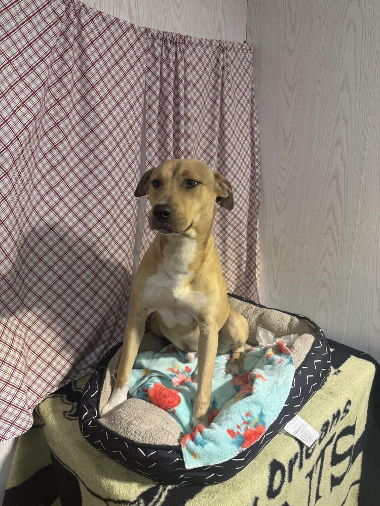 Teche, Adoptable, Young Male Black Mouth Cur & Labrador Retriever.