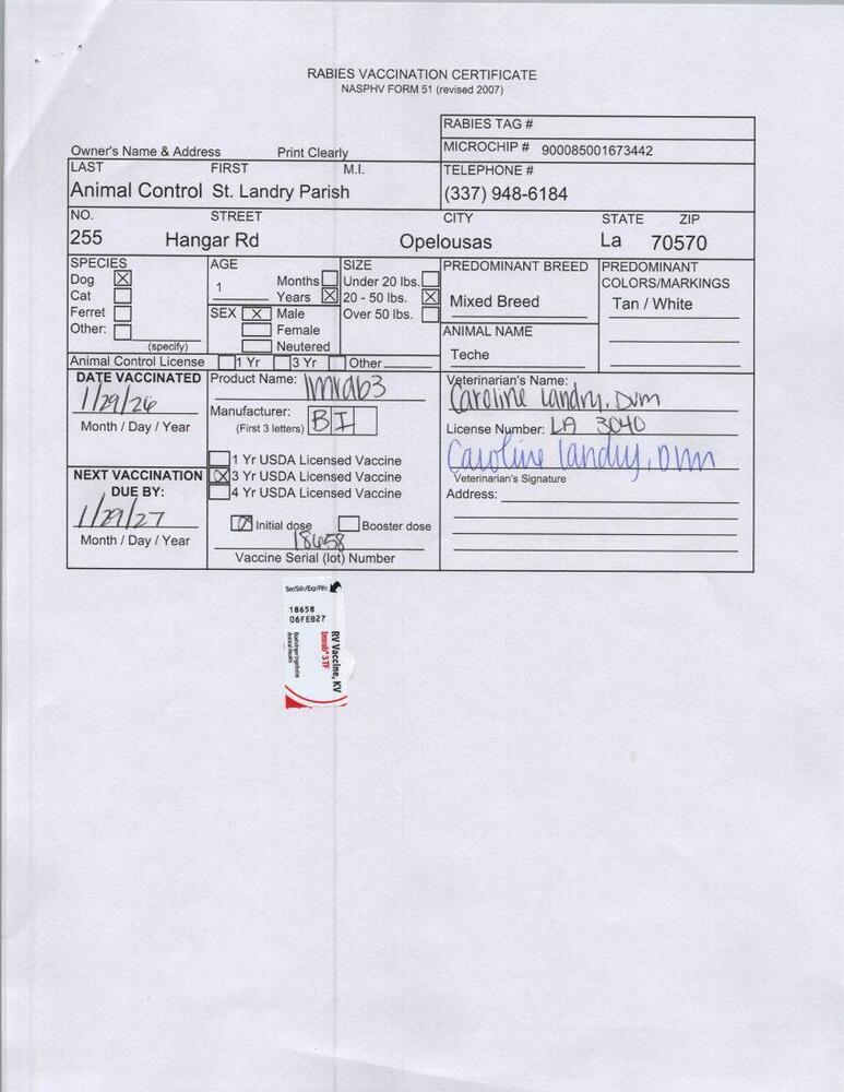 Enlarge Teche, a Adoptable mixed breed in Opelousas, LA image 2/2