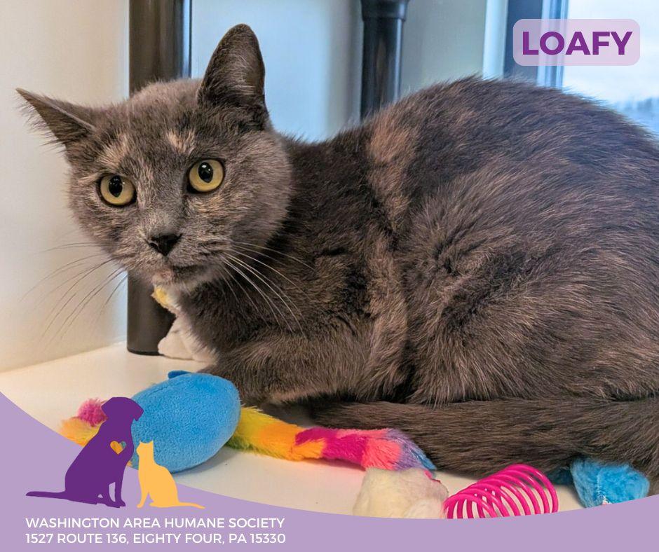 Enlarge Loafy, an adoptable mixed breed in Eighty Four, PA image 2/2