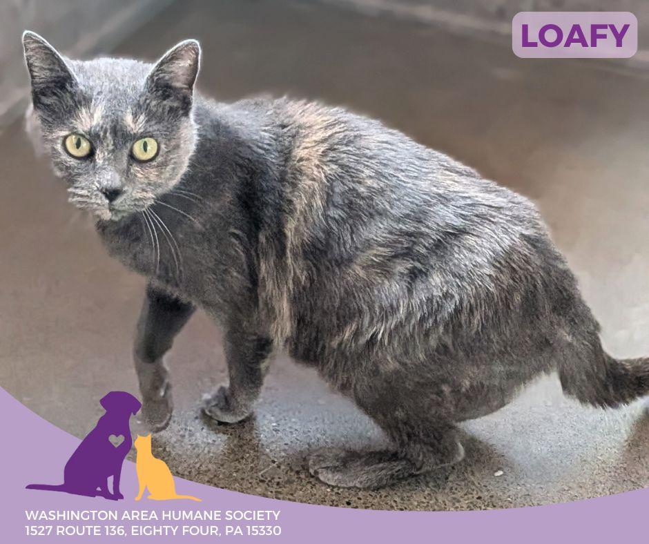 Enlarge Loafy, an adoptable mixed breed in Eighty Four, PA image 1/2