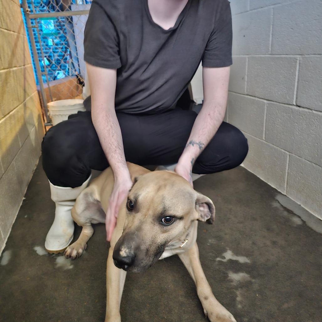 Patriot, Adoptable, Young Male Black Mouth Cur.