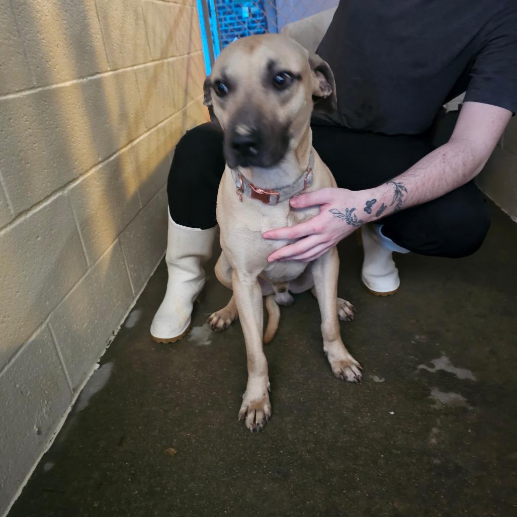 Patriot, a Adoptable Black Mouth Cur in Starkville, MS image 2/2