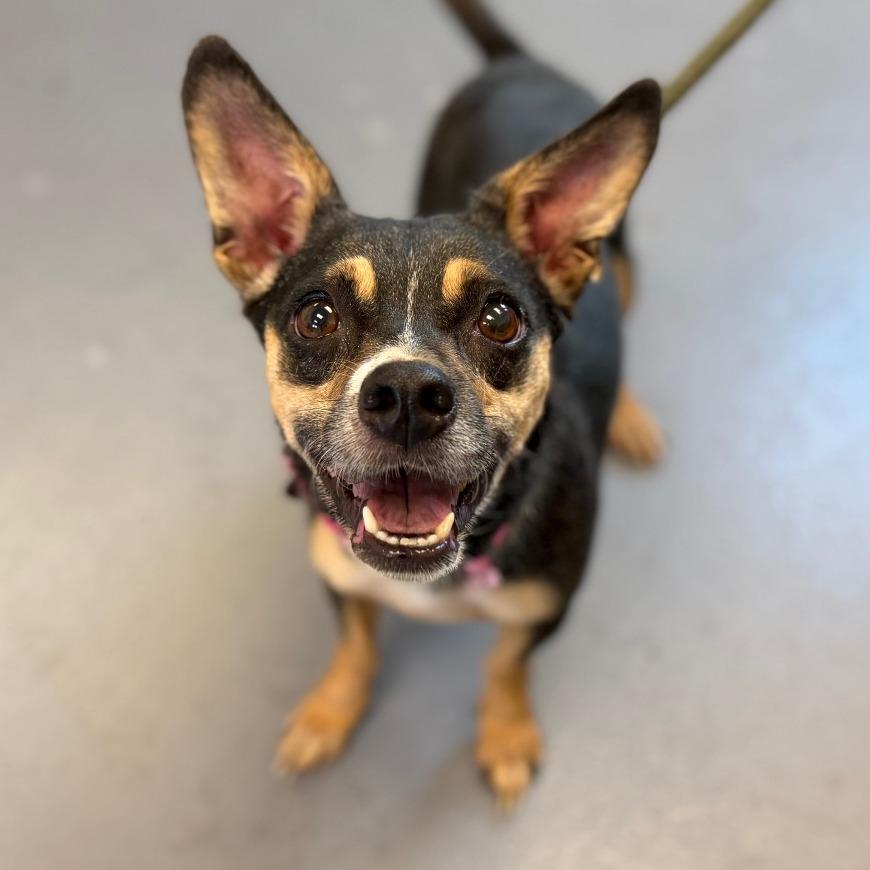 Rachel, Adoptable, Adult Female Mixed Breed.