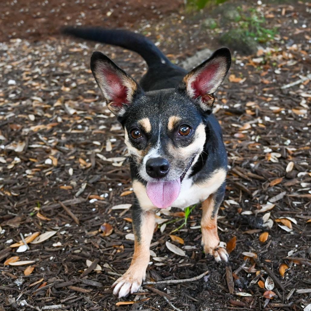 Enlarge Rachel, a Adoptable Mixed Breed in Sarasota, FL image 2/6