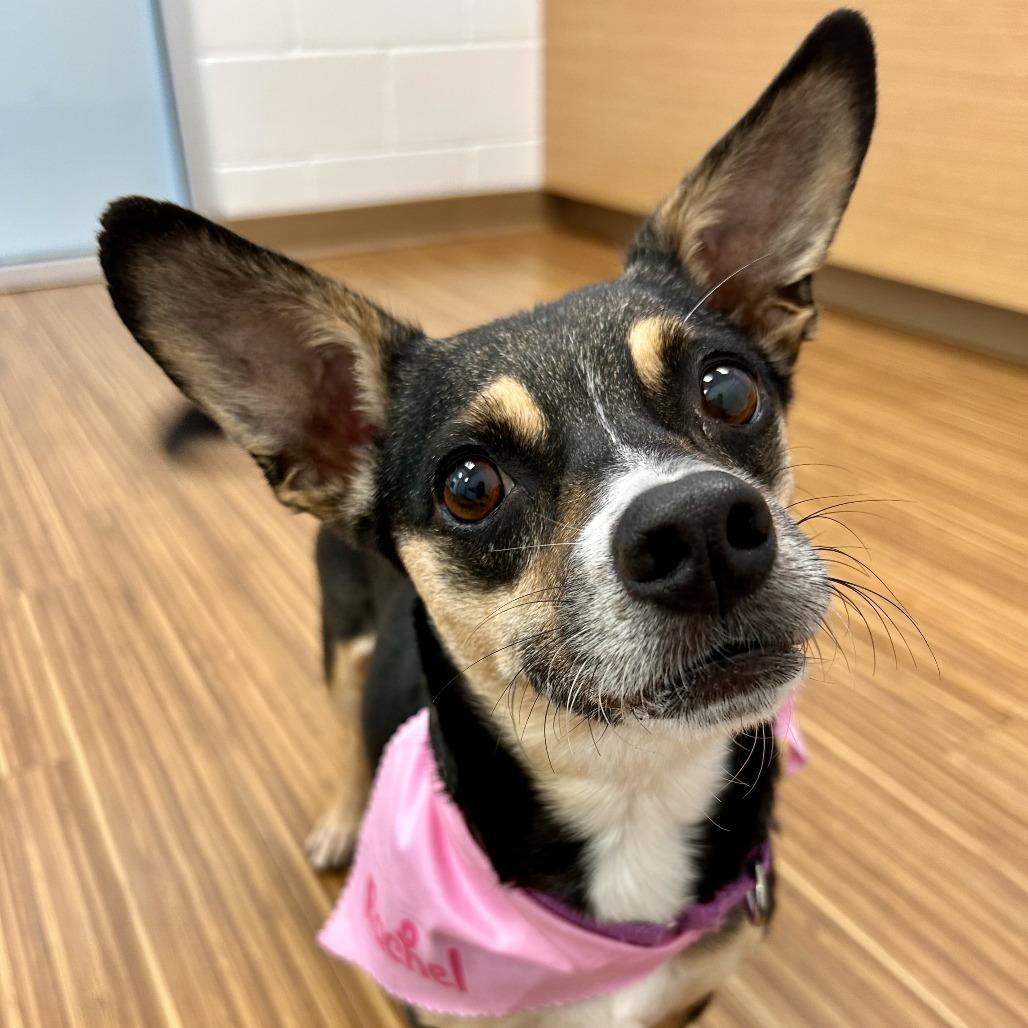 Enlarge Rachel, a Adoptable Mixed Breed in Sarasota, FL image 3/6