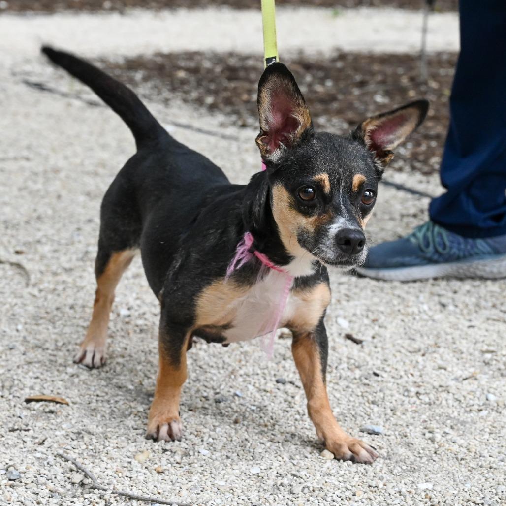Enlarge Rachel, a Adoptable Mixed Breed in Sarasota, FL image 4/6