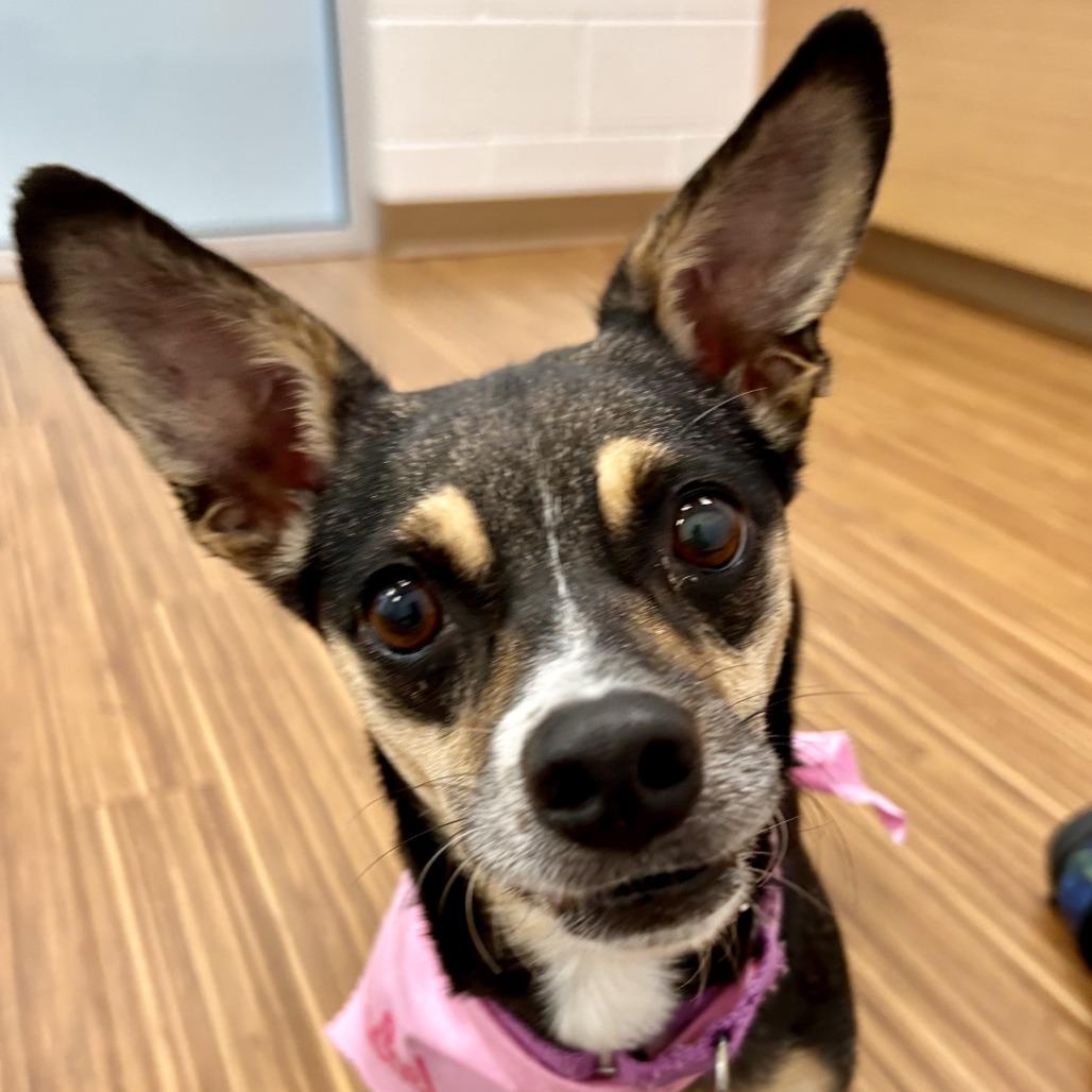 Enlarge Rachel, a Adoptable Mixed Breed in Sarasota, FL image 5/6