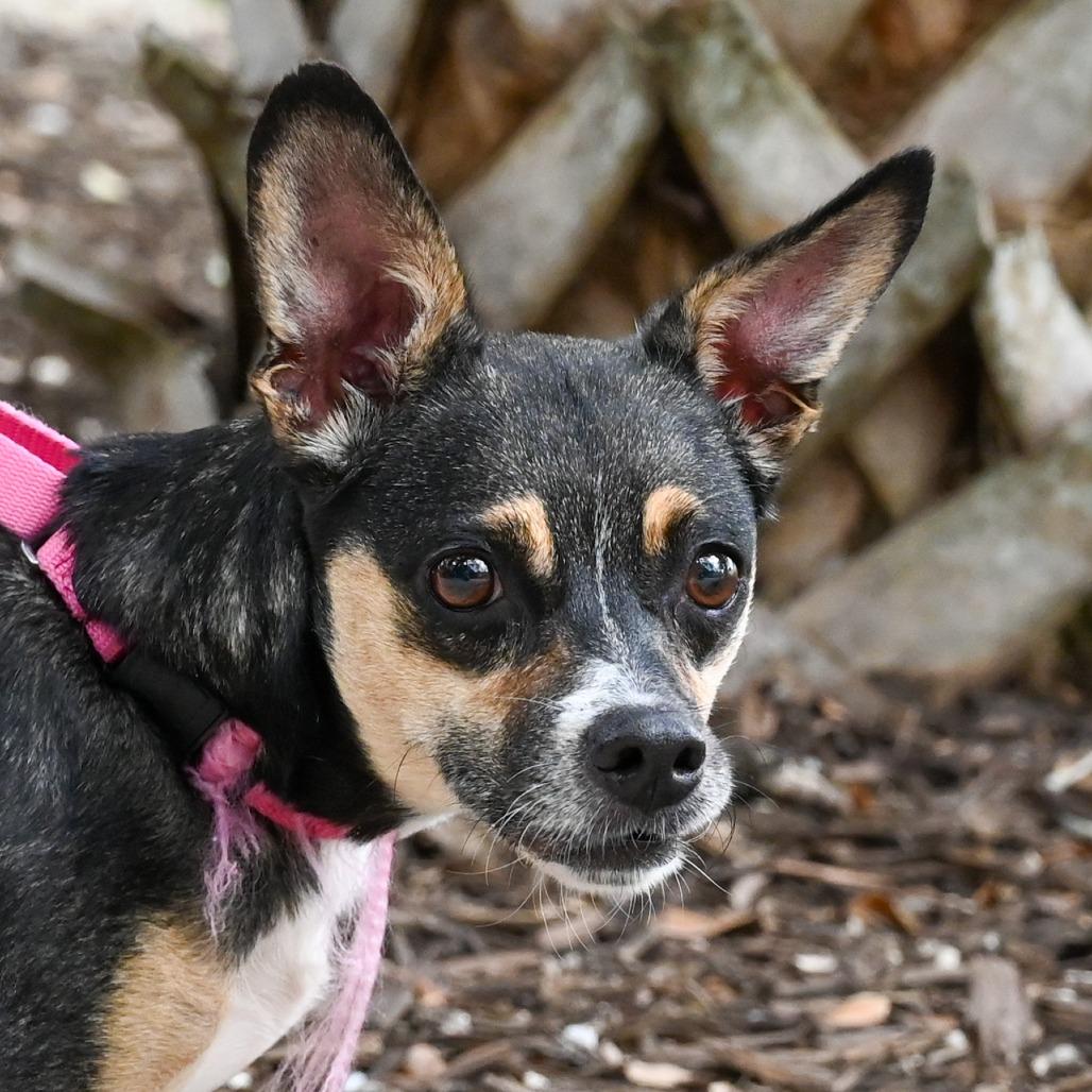 Enlarge Rachel, a Adoptable Mixed Breed in Sarasota, FL image 6/6