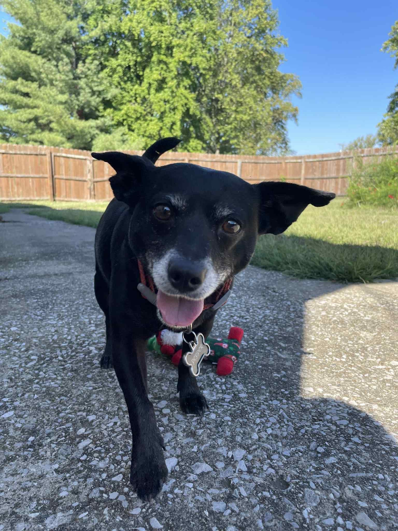 Pepper, ADOPTABLE, Adult Male Terrier.