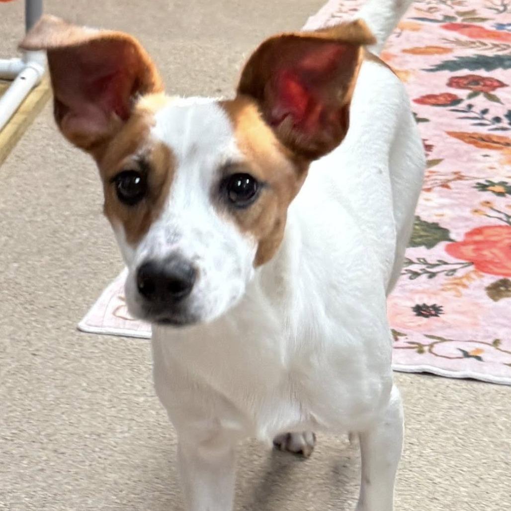 Gene, Adoptable, Young Male Jack Russell Terrier.