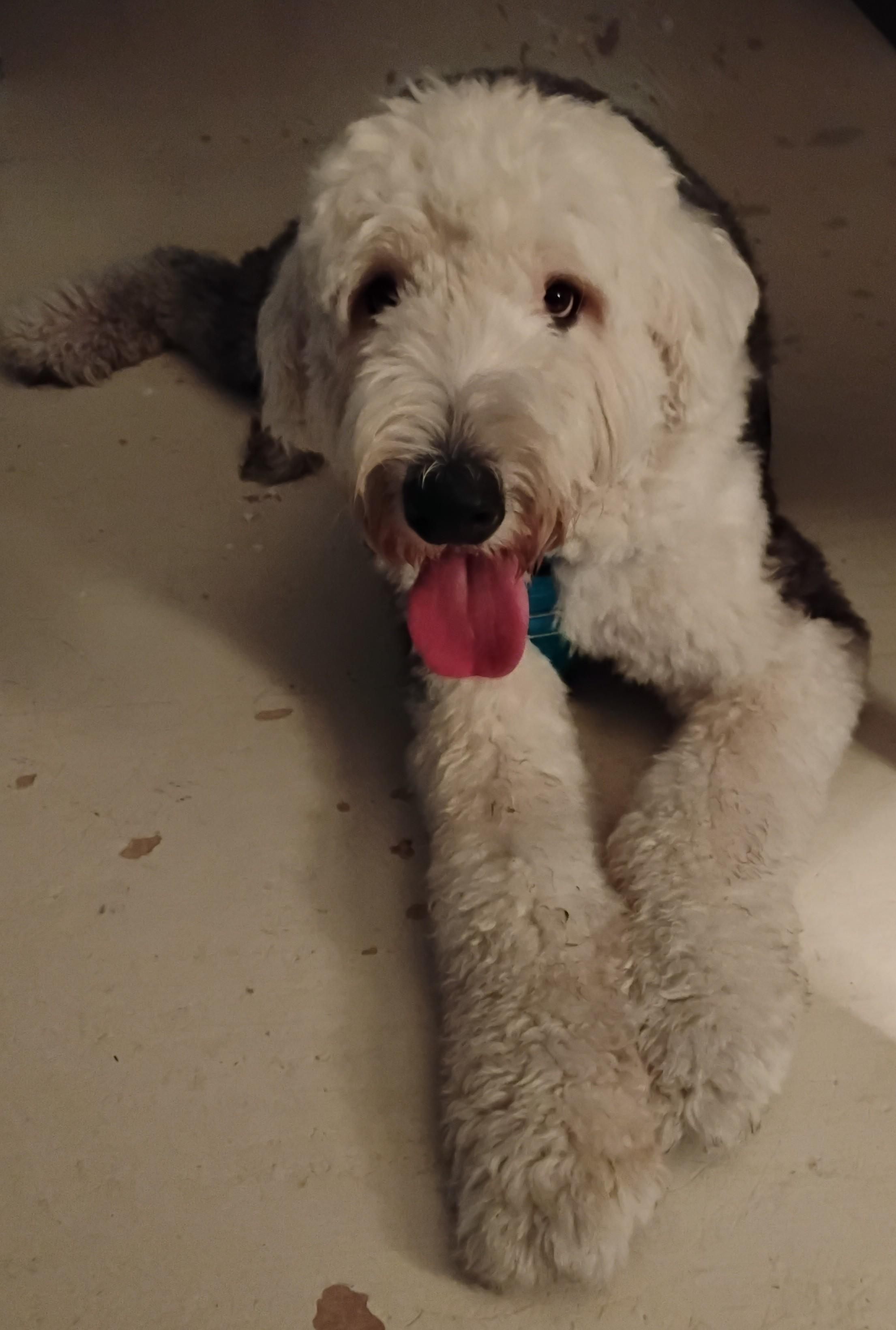 Enlarge Nelson, a Adopted Old English Sheepdog in Plymouth, MI image 1/5