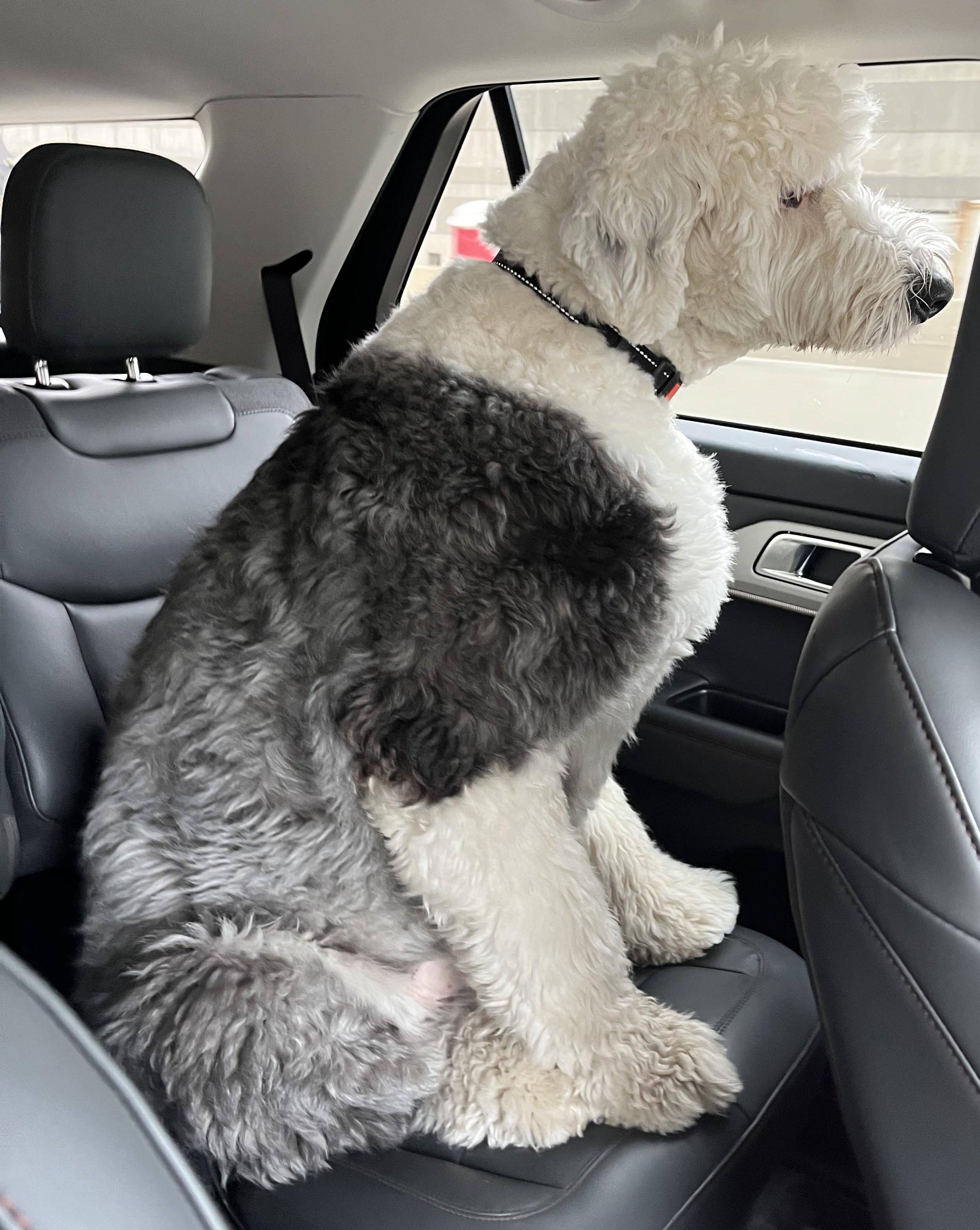 Enlarge Nelson, a Adopted Old English Sheepdog in Plymouth, MI image 2/5