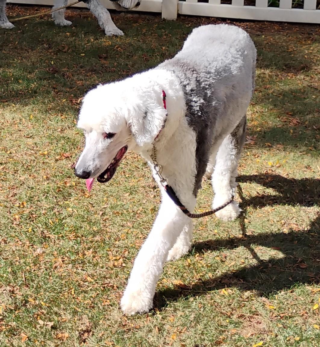 Enlarge Nelson, a Adopted Old English Sheepdog in Plymouth, MI image 3/5