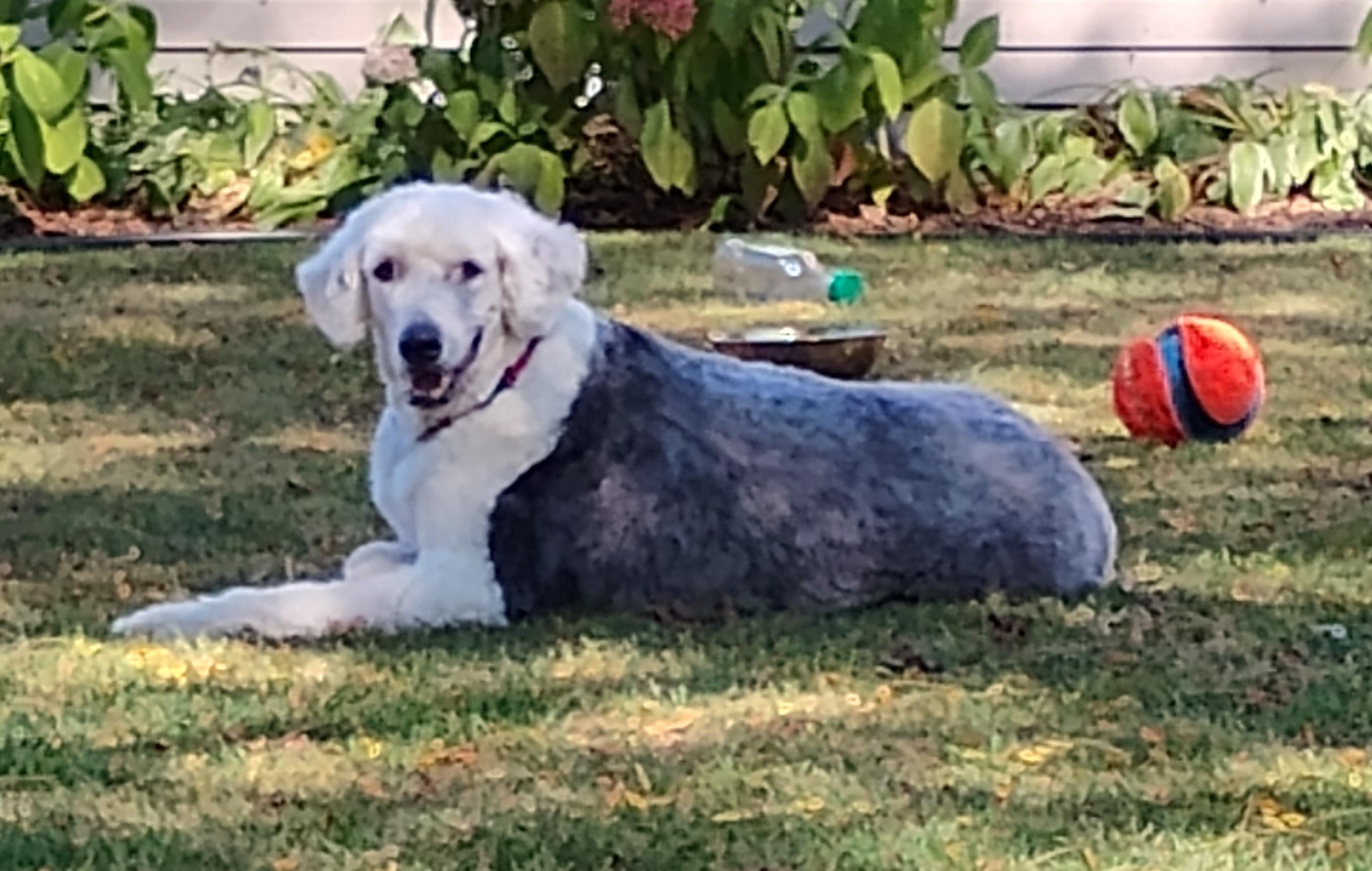 Enlarge Nelson, a Adopted Old English Sheepdog in Plymouth, MI image 4/5