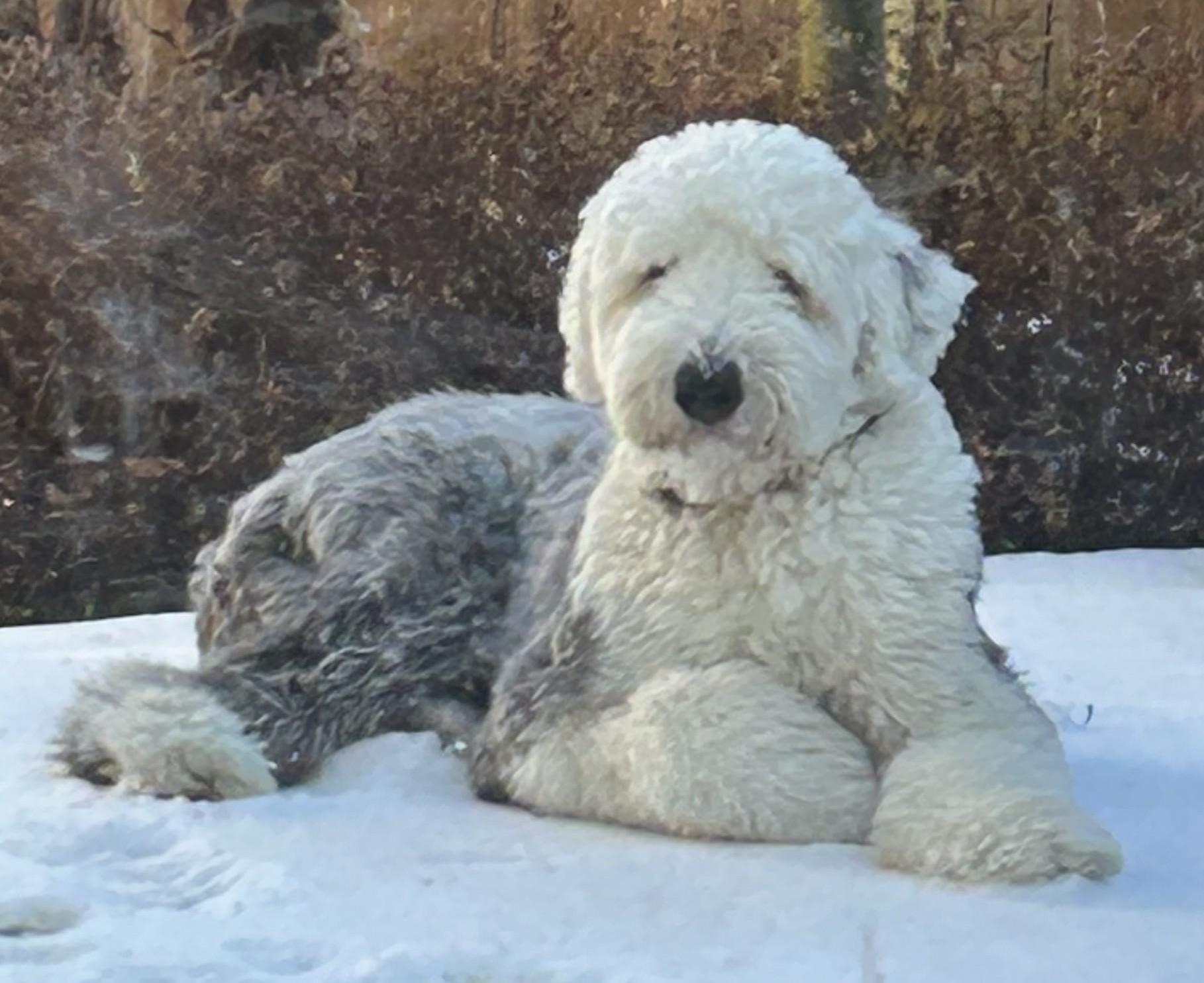 Nelson, Adopted, Adult Male Old English Sheepdog.