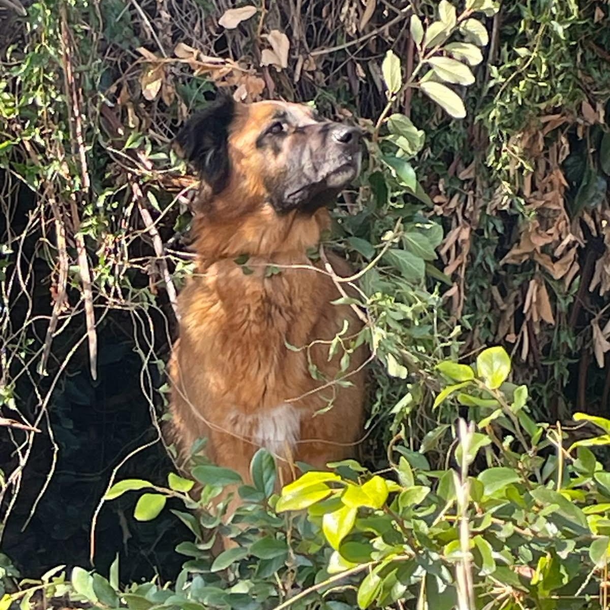 SASHA, a Adoptable mixed breed in Ontario, CA image 2/4