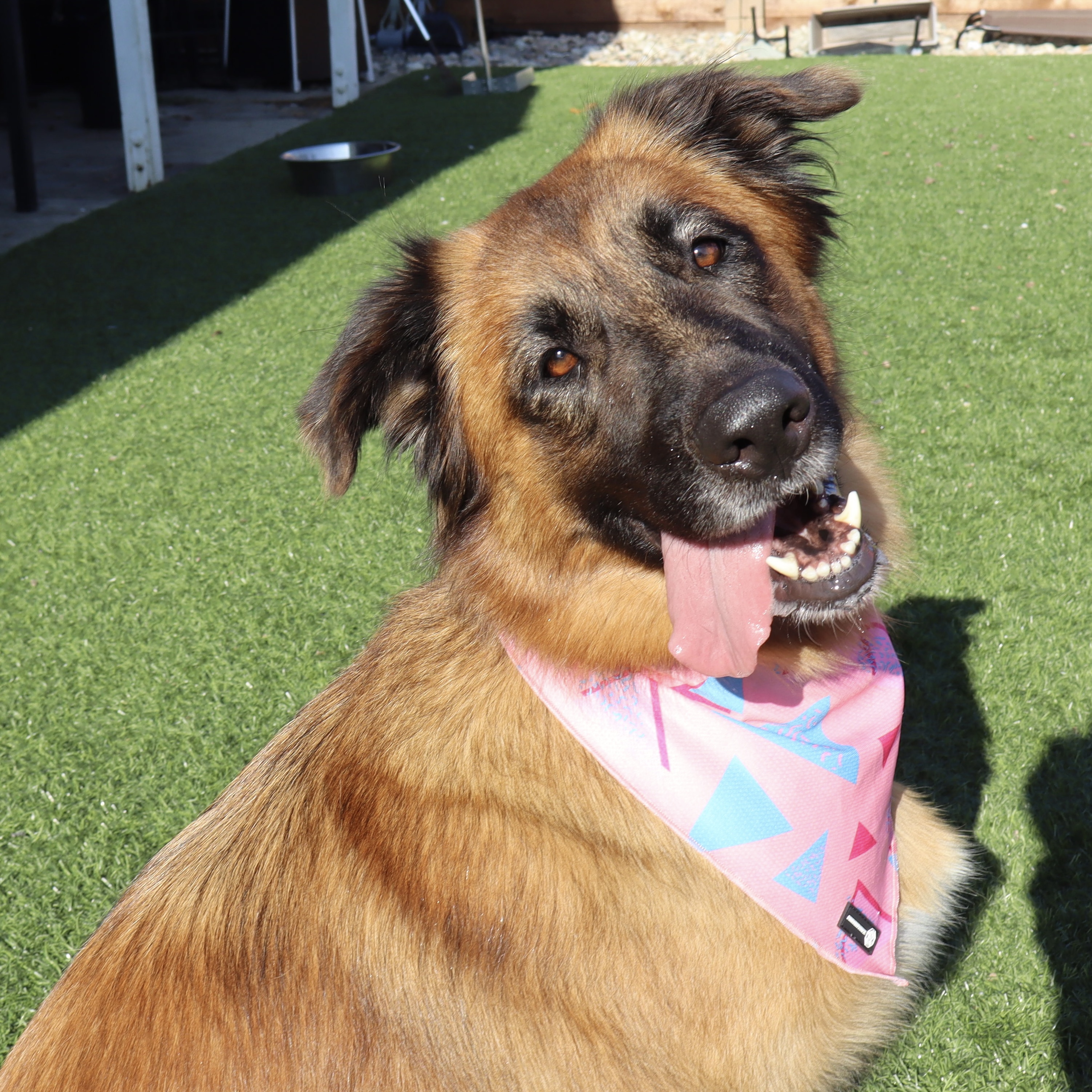 SASHA, a Adoptable mixed breed in Ontario, CA image 4/4